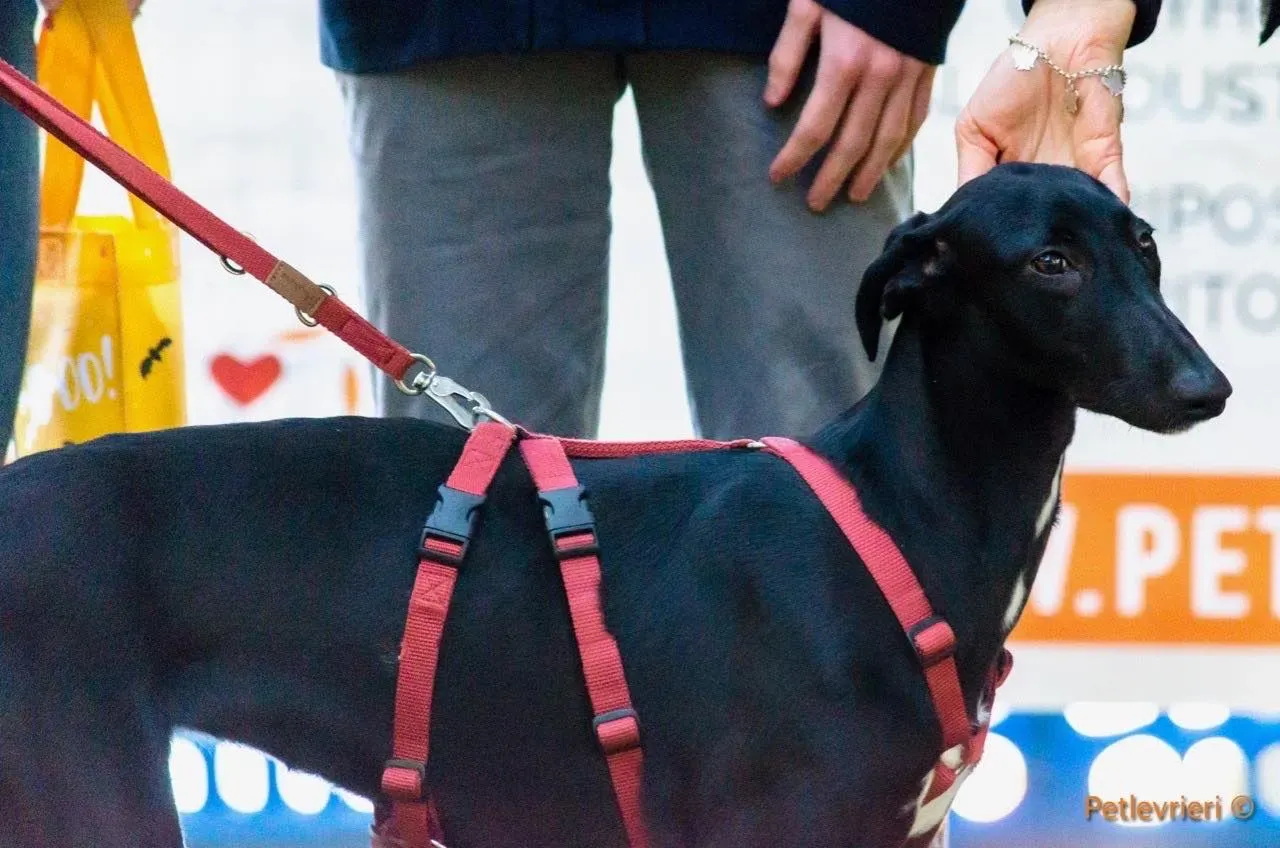 Irene adozione levrieri galgo 03