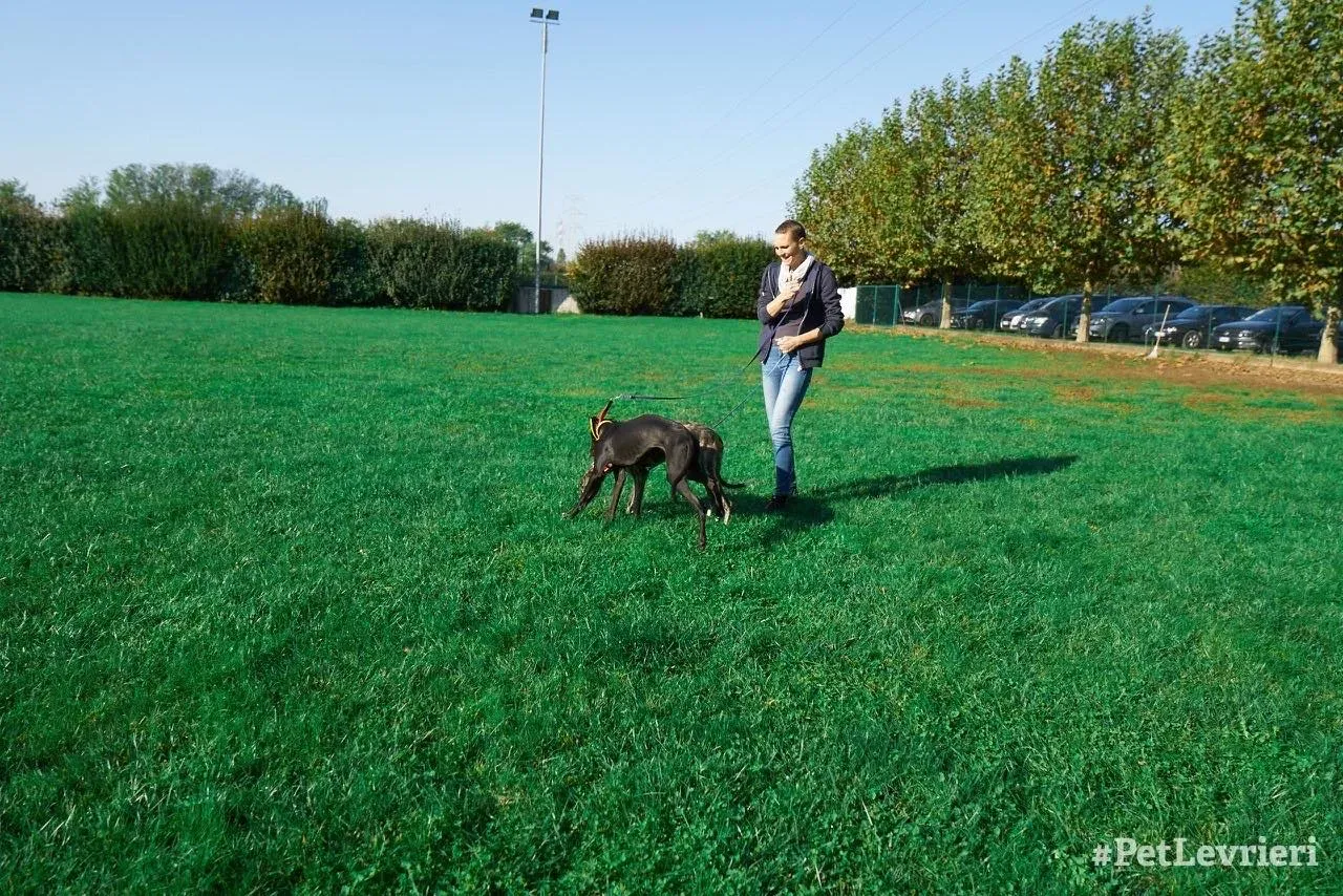 Irene adozione levrieri galgo 04