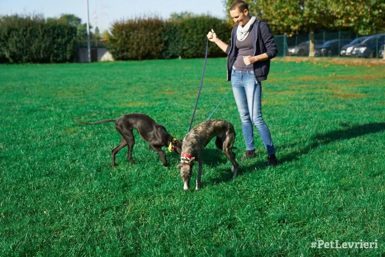 Irene adozione levrieri galgo 05