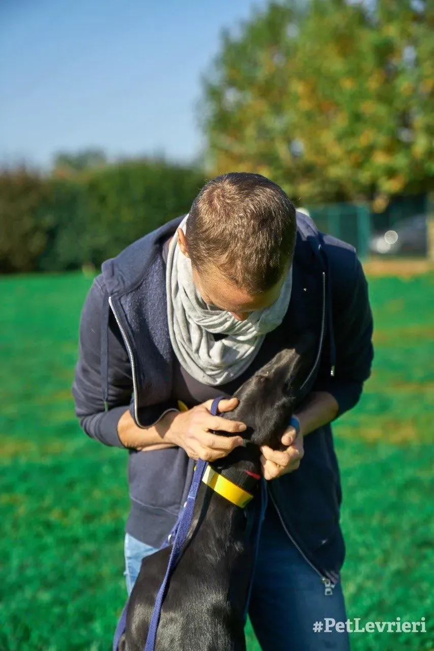 Irene adozione levrieri galgo 06