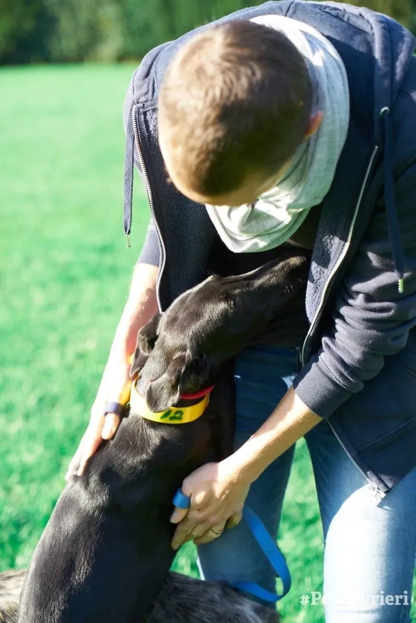 Irene adozione levrieri galgo 08
