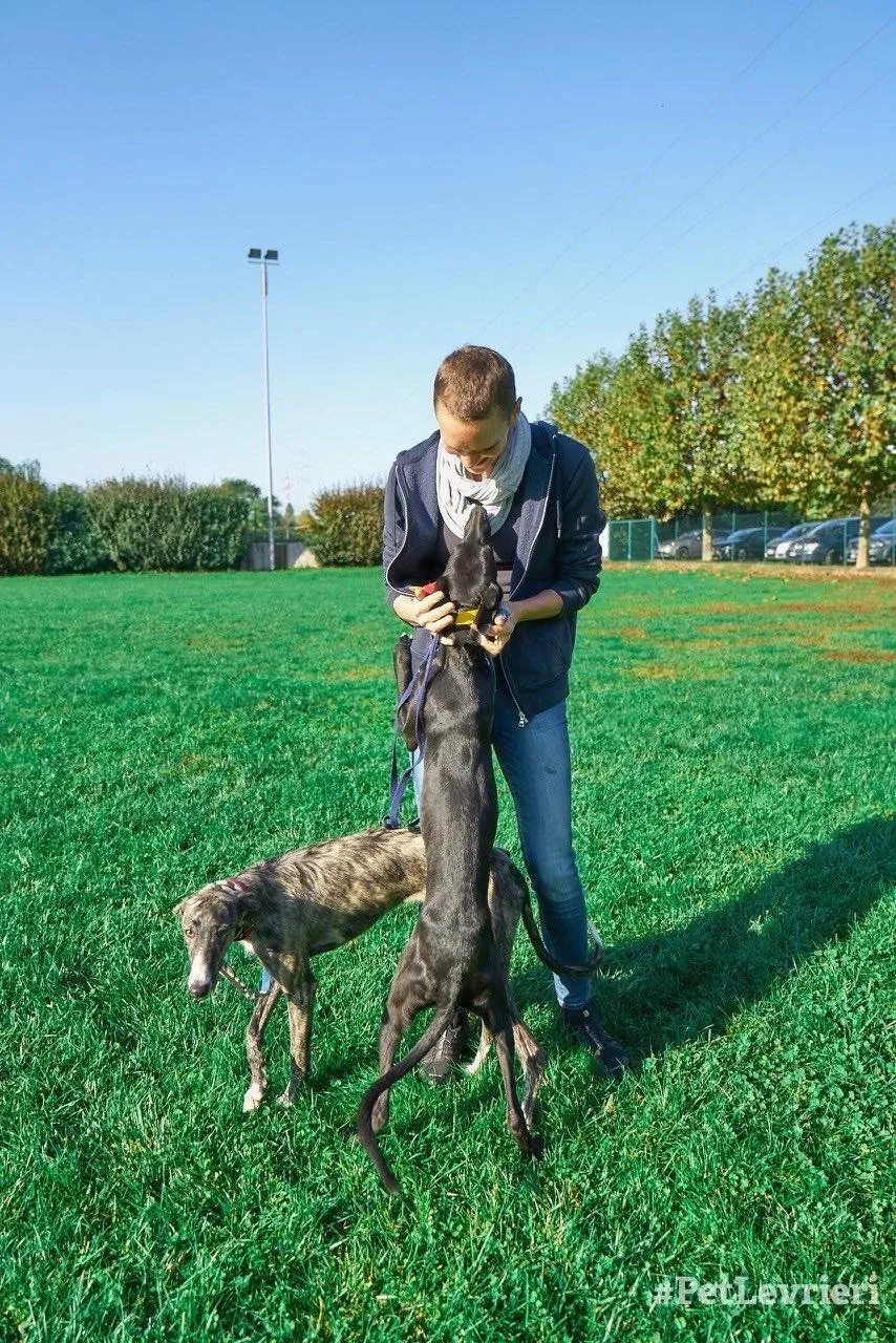 Irene adozione levrieri galgo 09