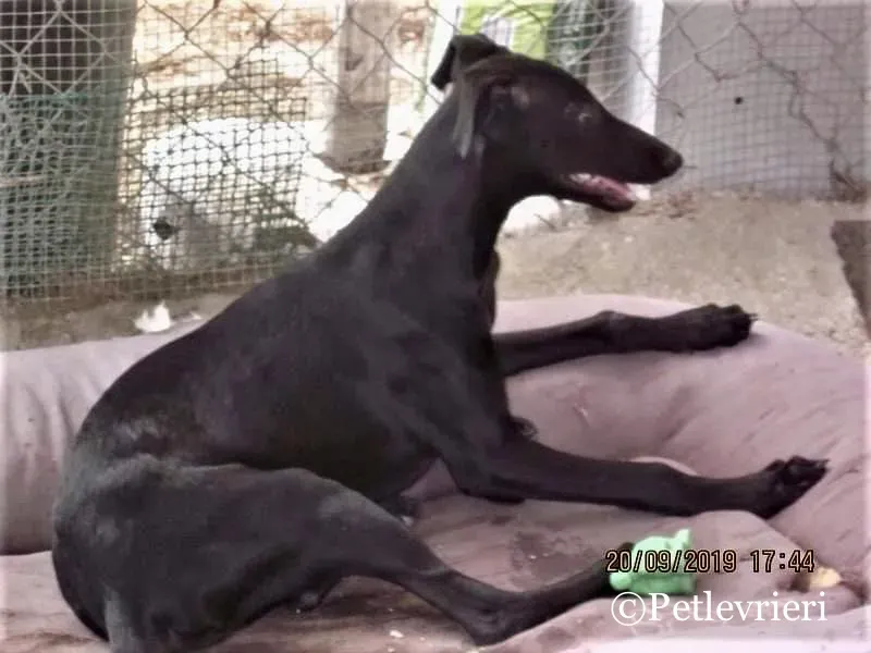 Irene adozione levrieri galgo 1