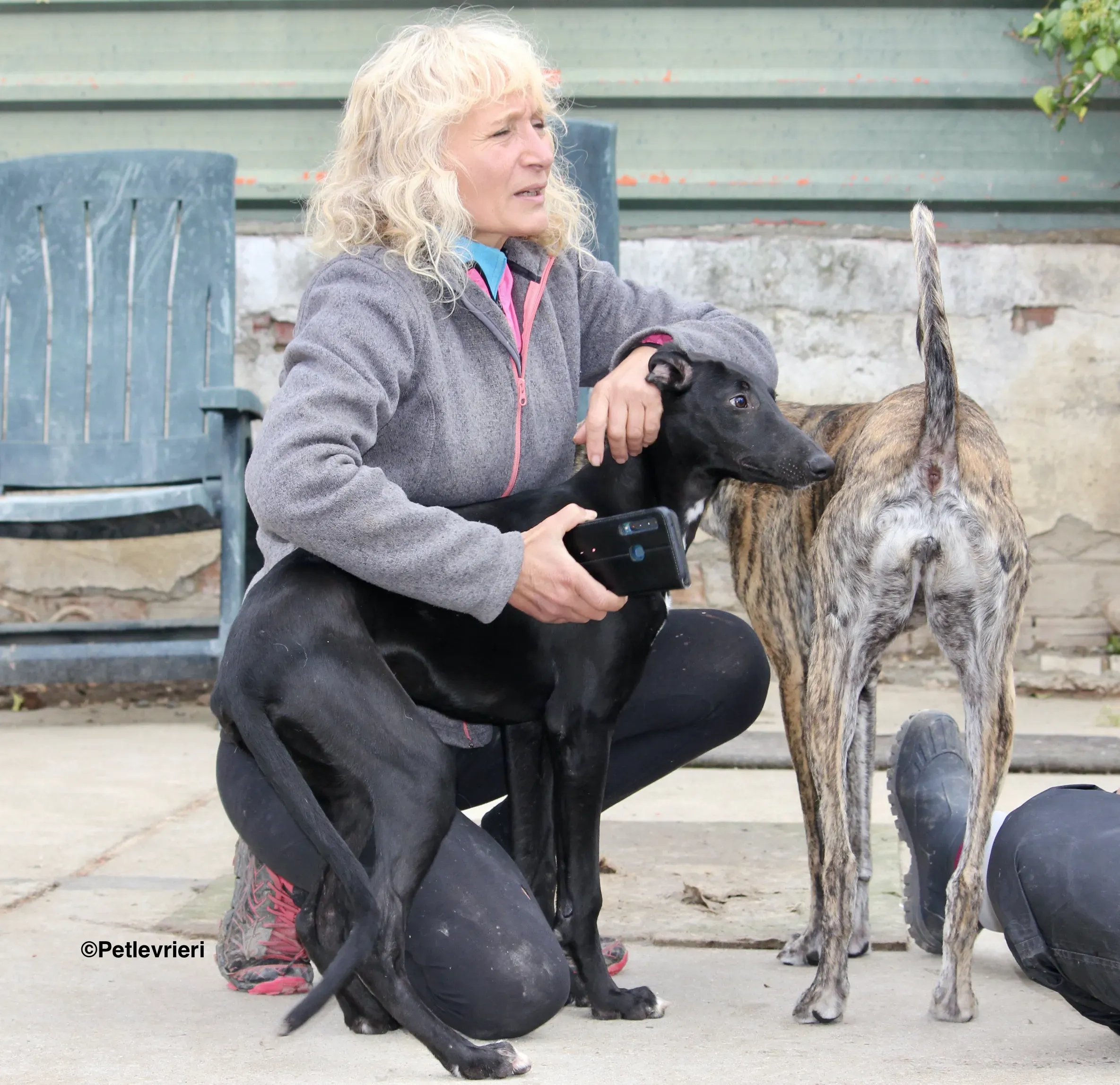 Irene adozione levrieri galgo 10