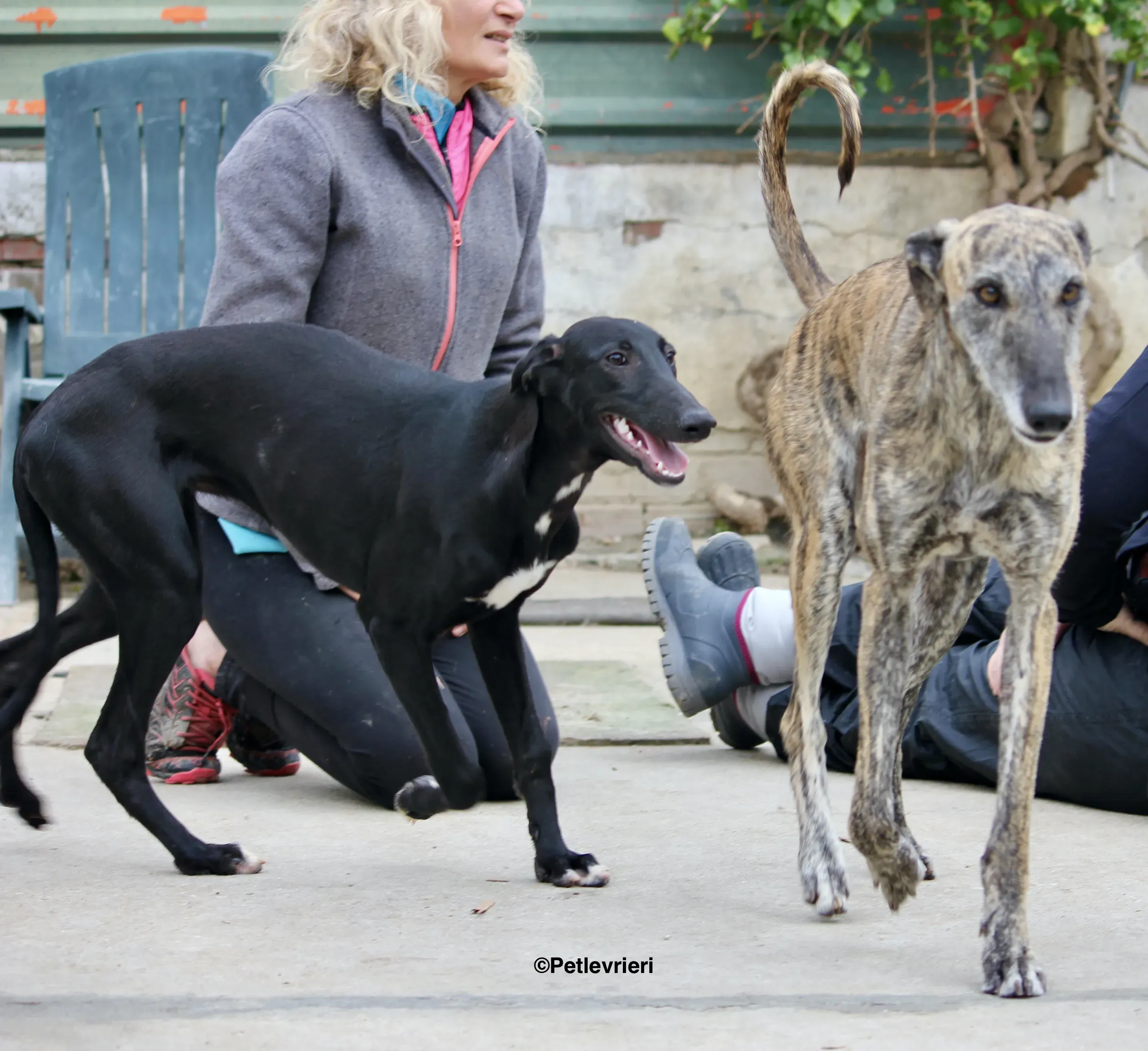 Irene adozione levrieri galgo 11