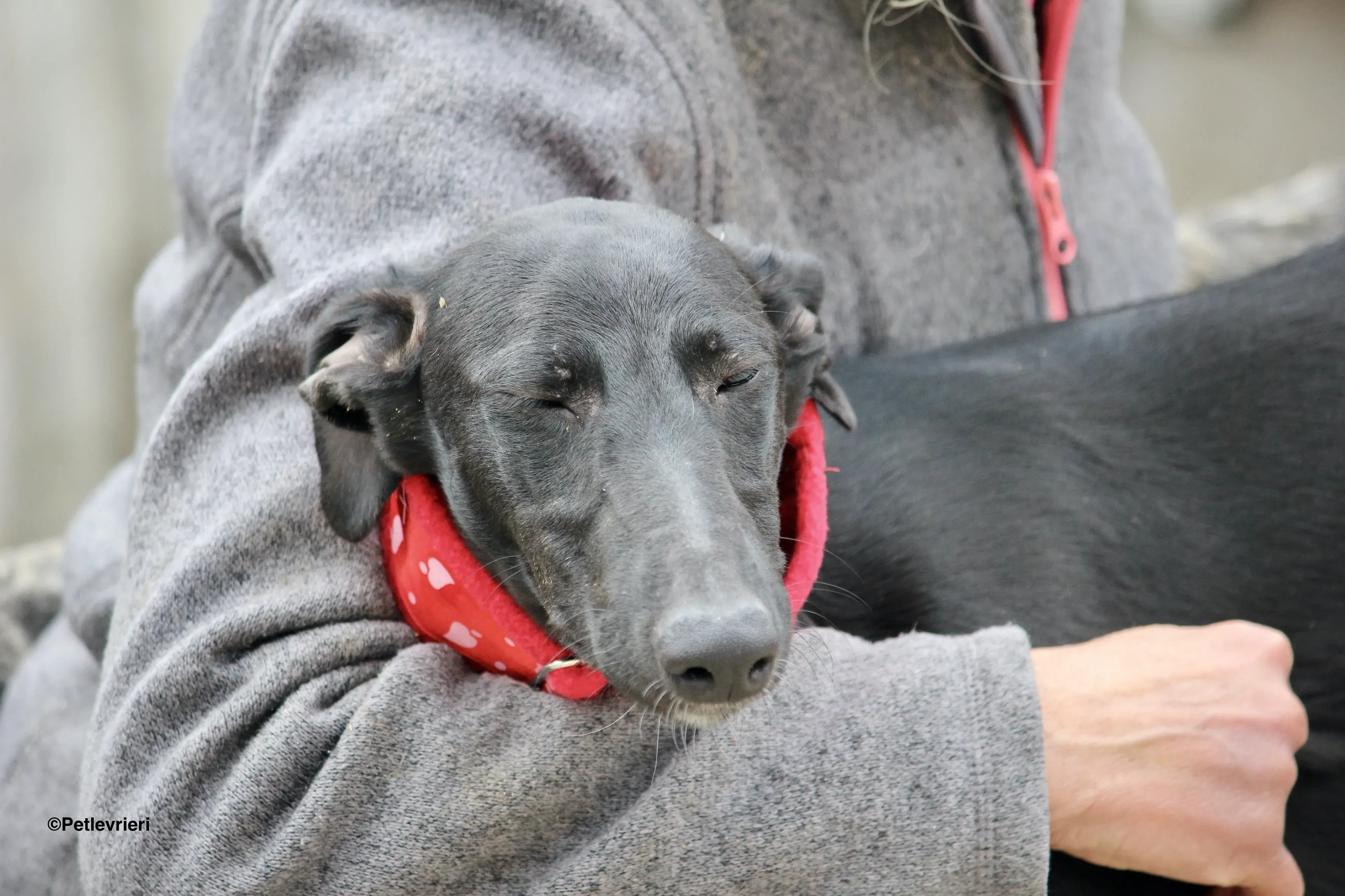 Irene adozione levrieri galgo 14