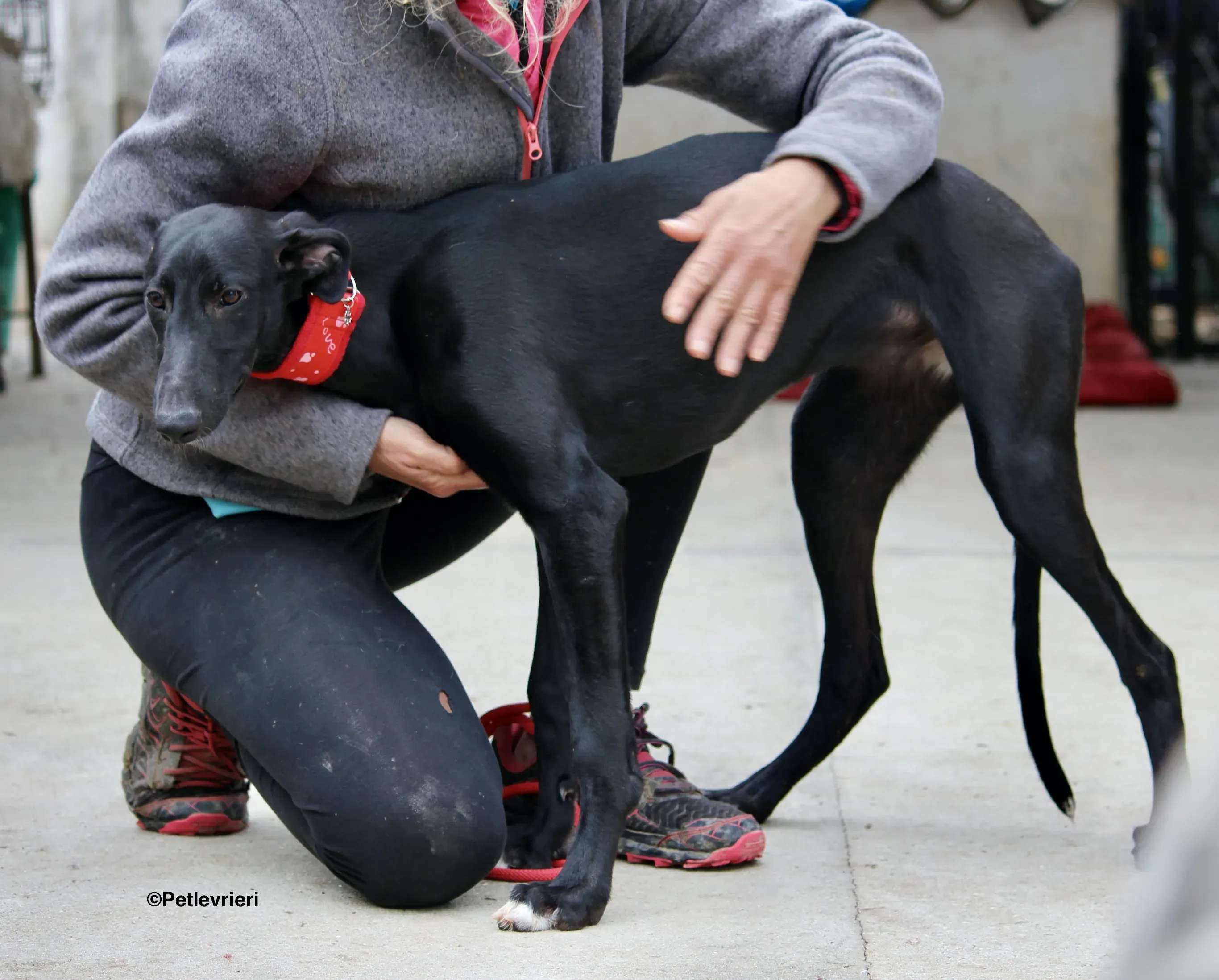 Irene adozione levrieri galgo 15