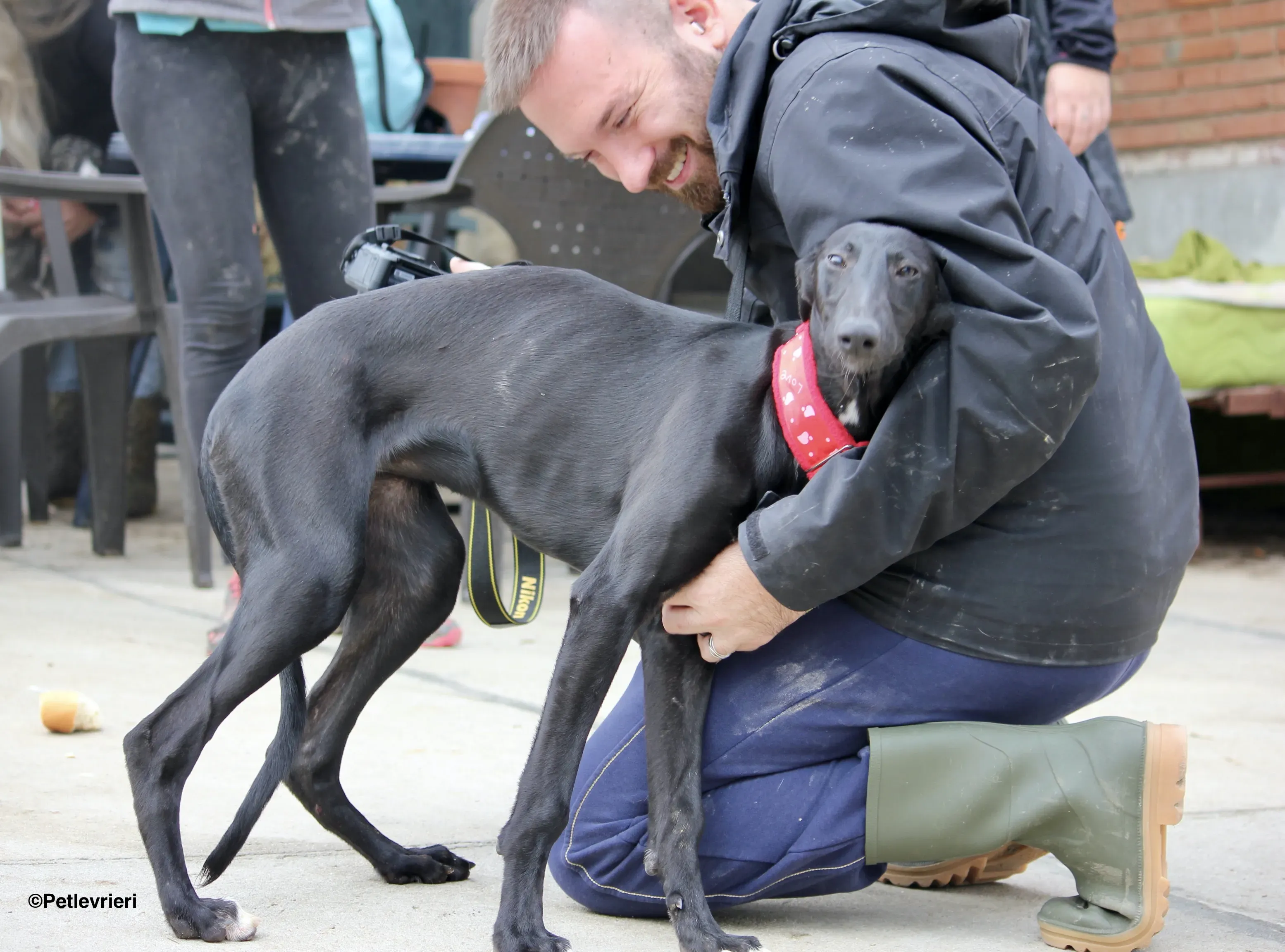 Irene adozione levrieri galgo 17