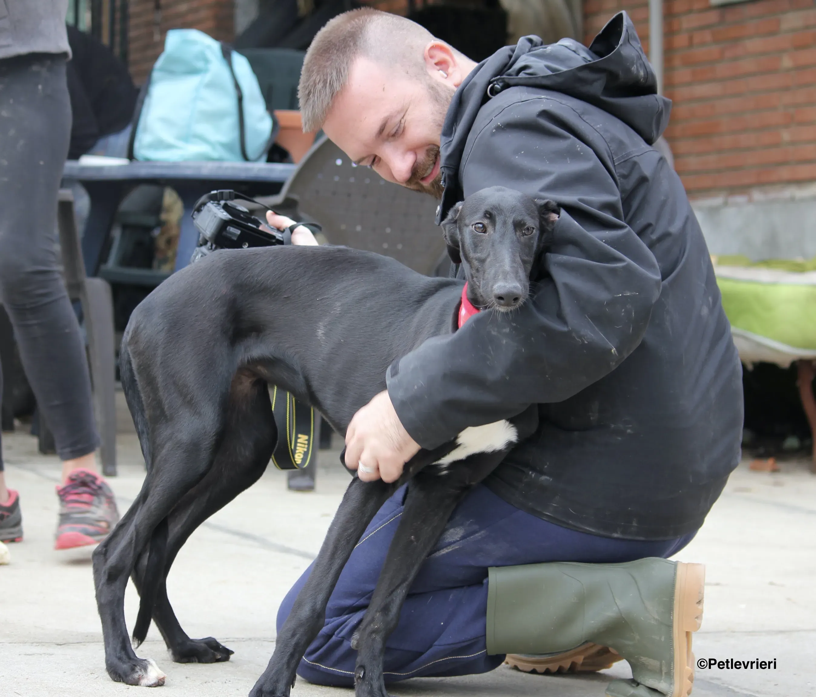 Irene adozione levrieri galgo 18