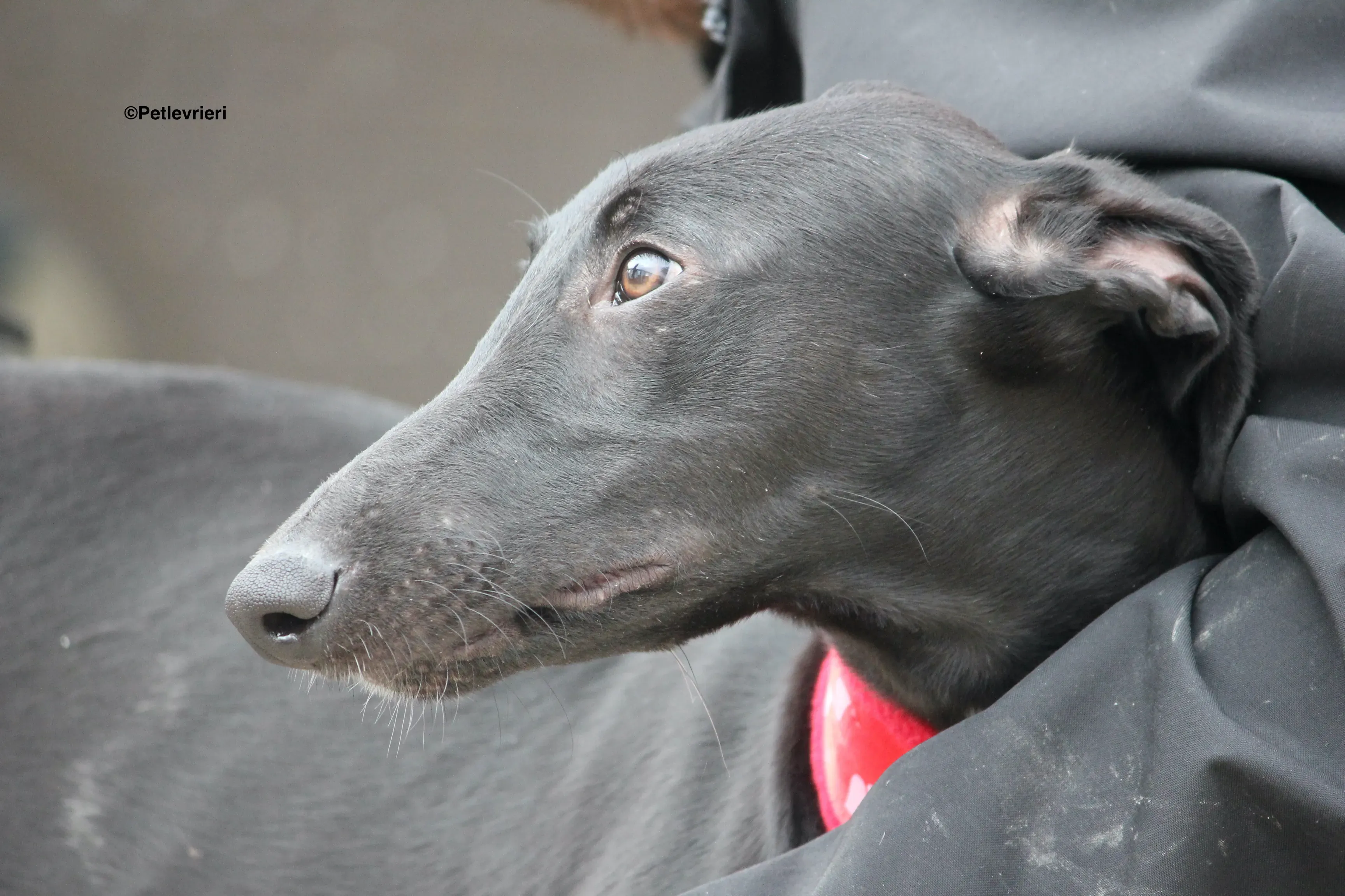 Irene adozione levrieri galgo 19