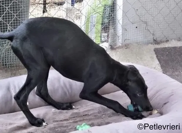 Irene adozione levrieri galgo 2