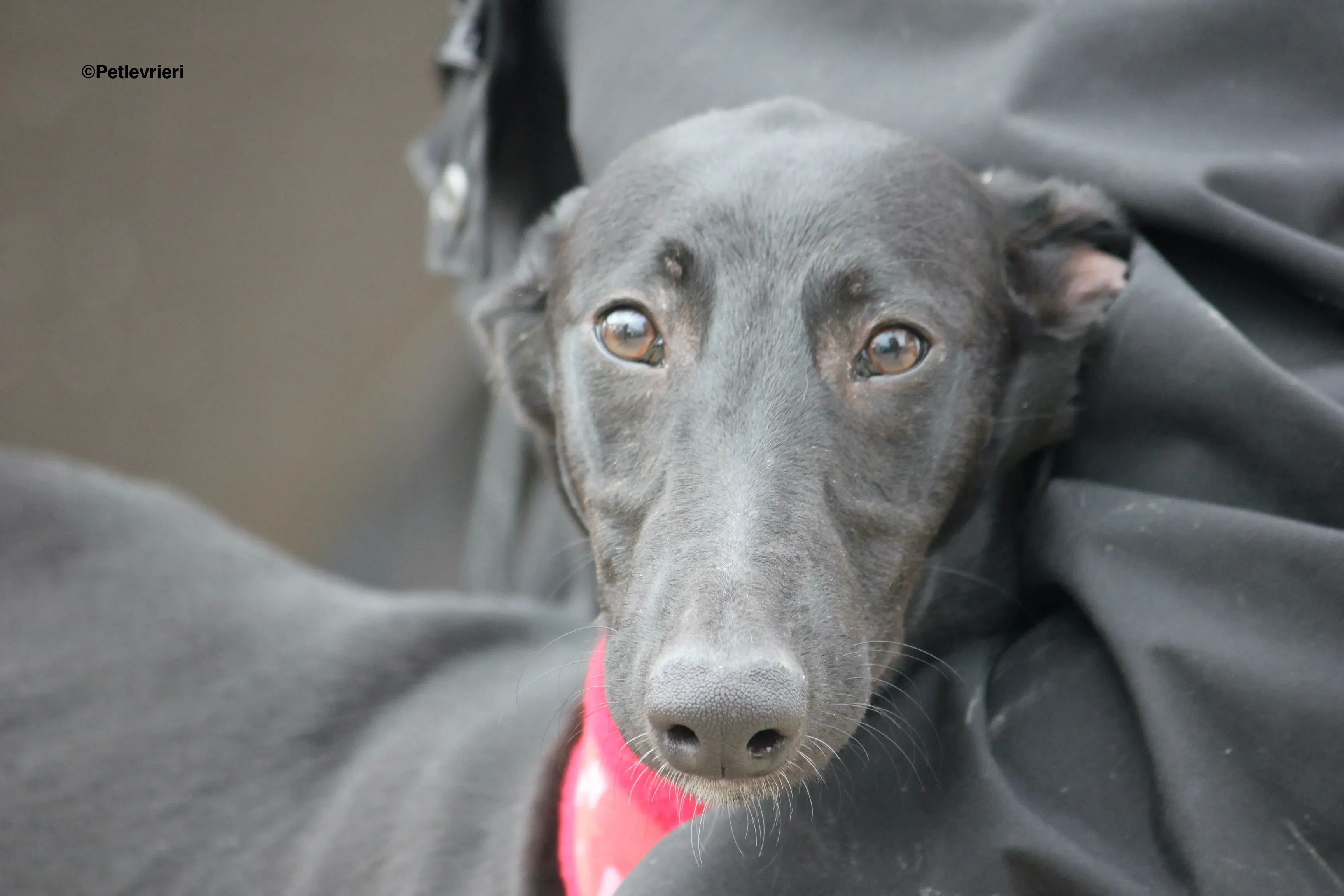 Irene adozione levrieri galgo 20
