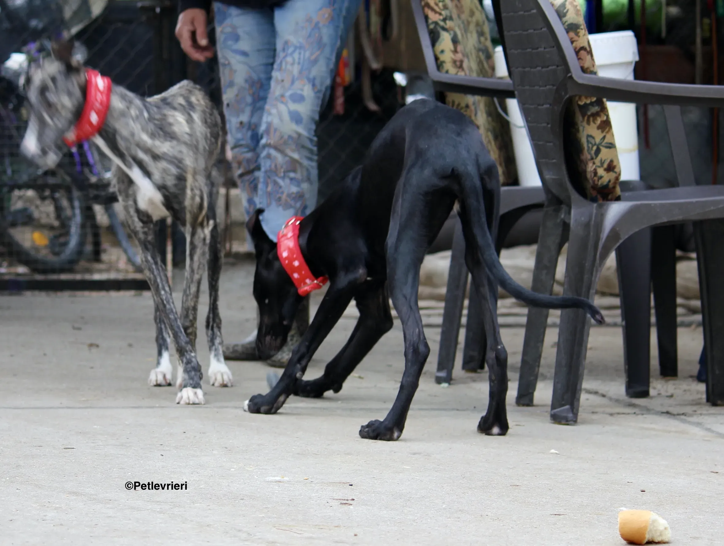 Irene adozione levrieri galgo 21