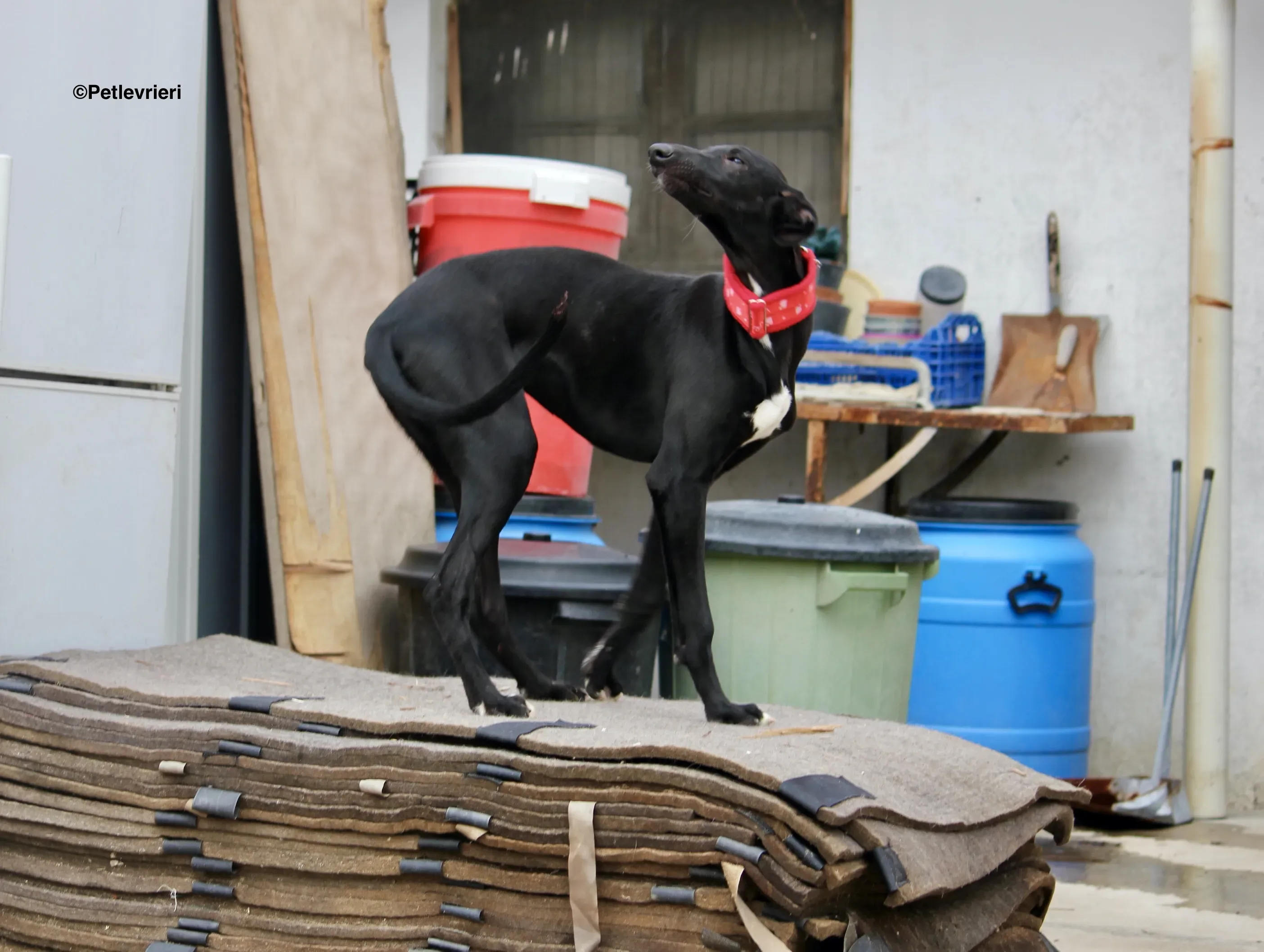 Irene adozione levrieri galgo 22