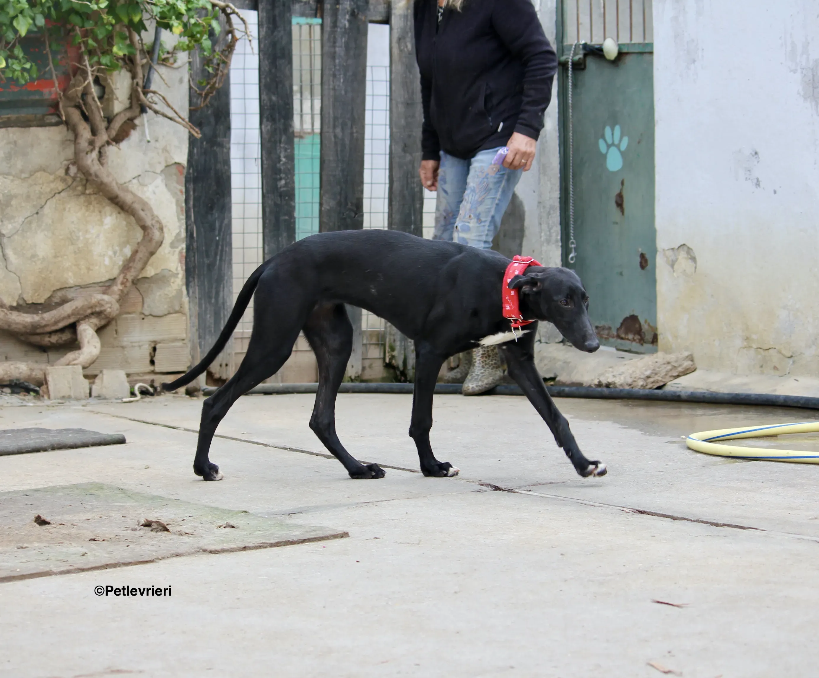 Irene adozione levrieri galgo 23