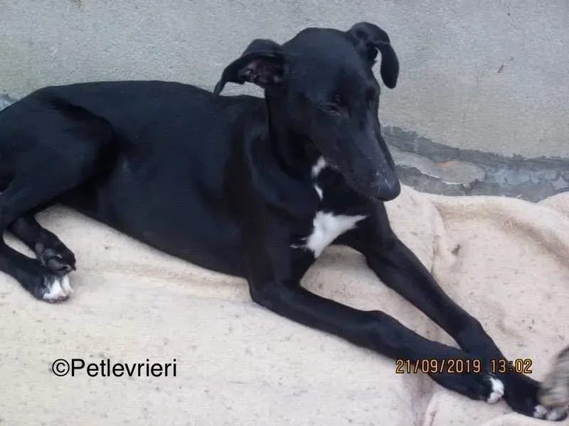 Irene adozione levrieri galgo 3