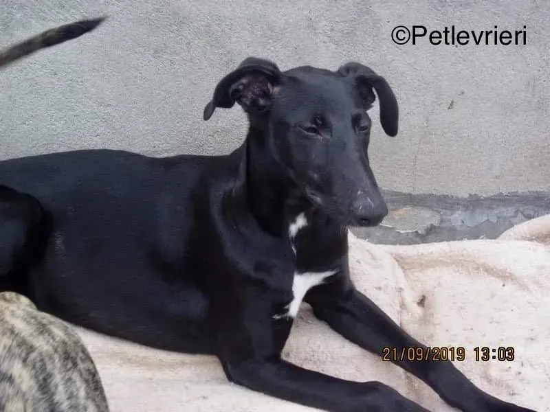 Irene adozione levrieri galgo 4