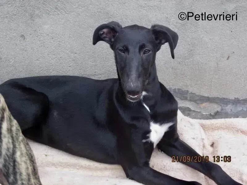 Irene adozione levrieri galgo 5