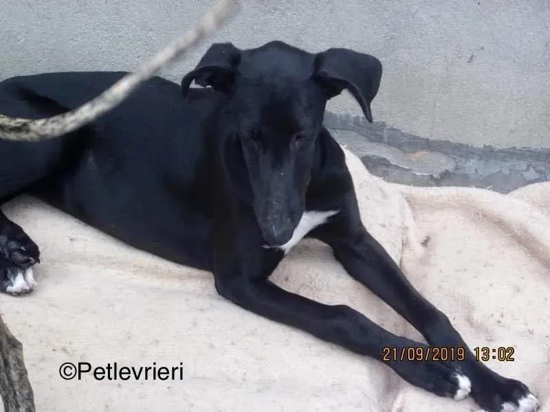 Irene adozione levrieri galgo 6