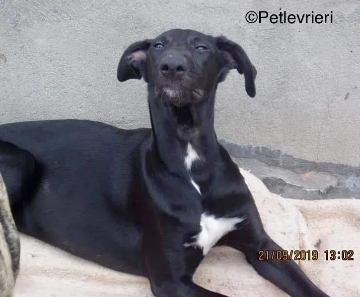 Irene adozione levrieri galgo 7