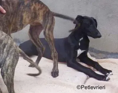 Irene adozione levrieri galgo 8