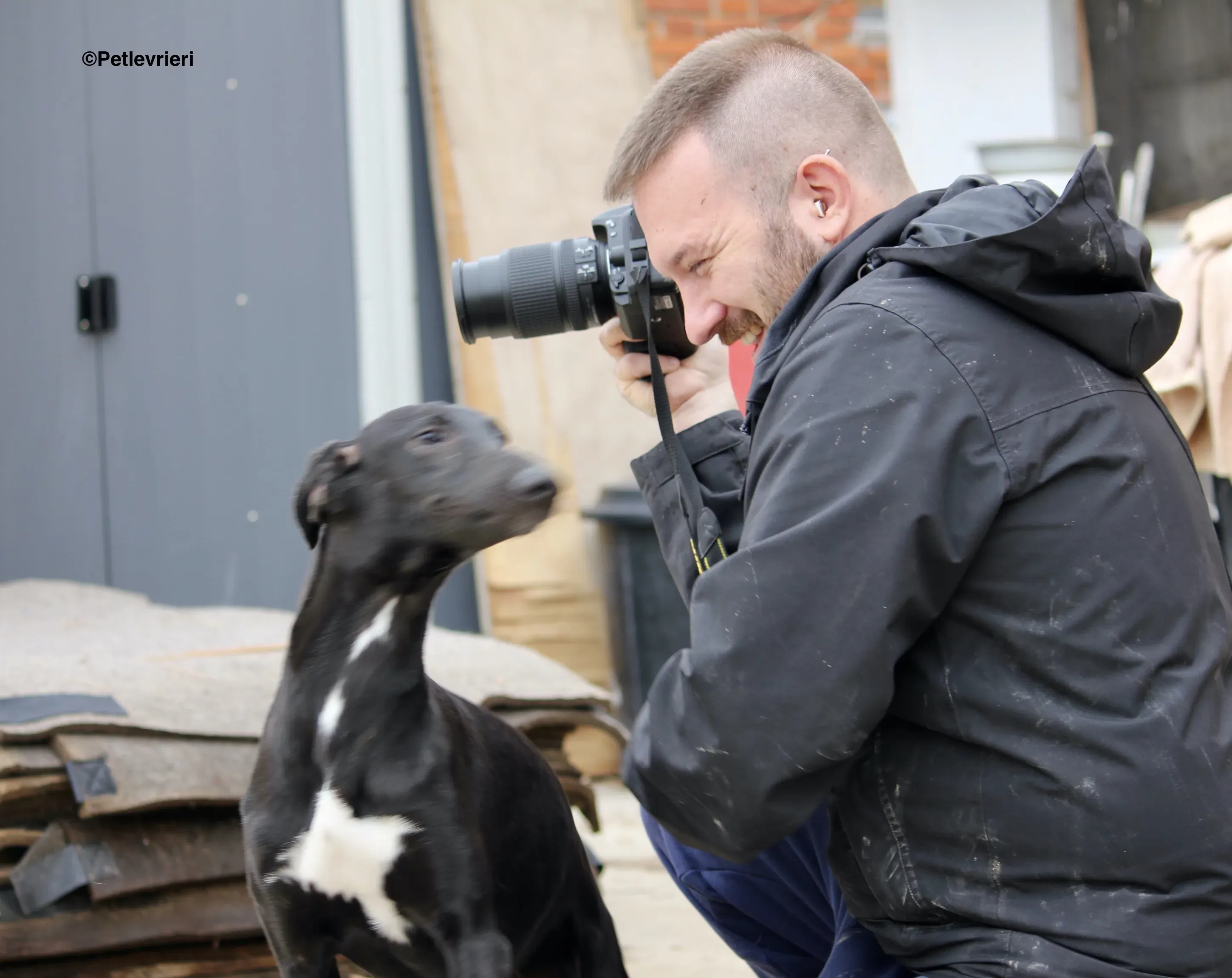 Irene adozione levrieri galgo 9