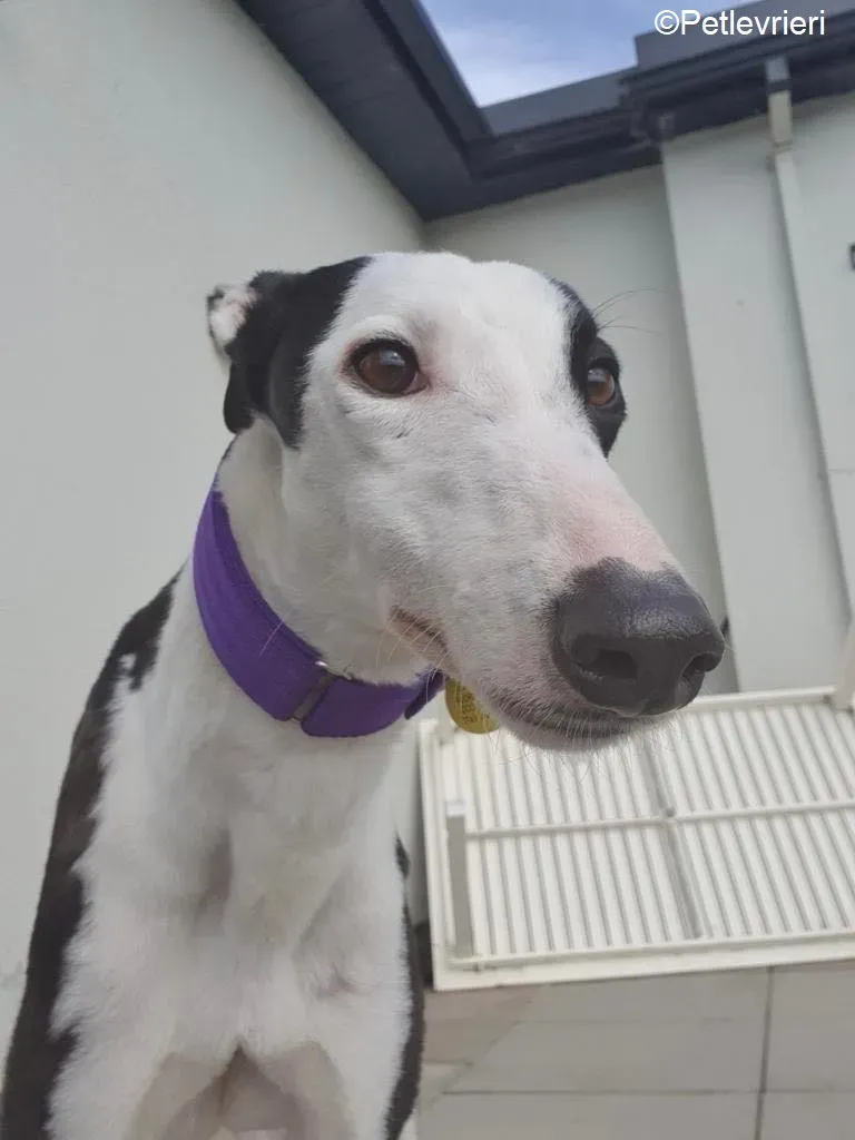 Iris adozione levrieri greyhound 1