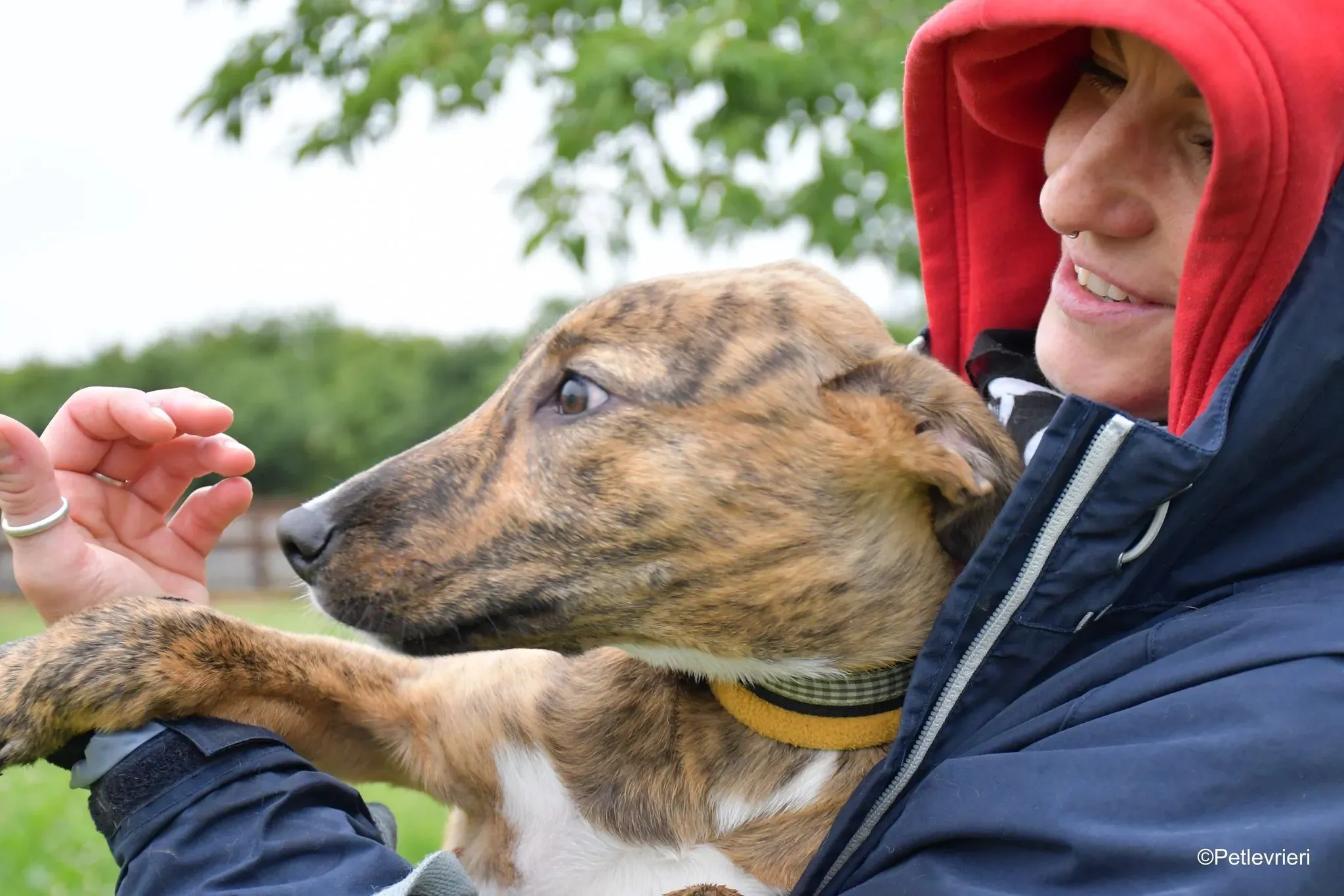 Iris adozione levrieri greyhound 10