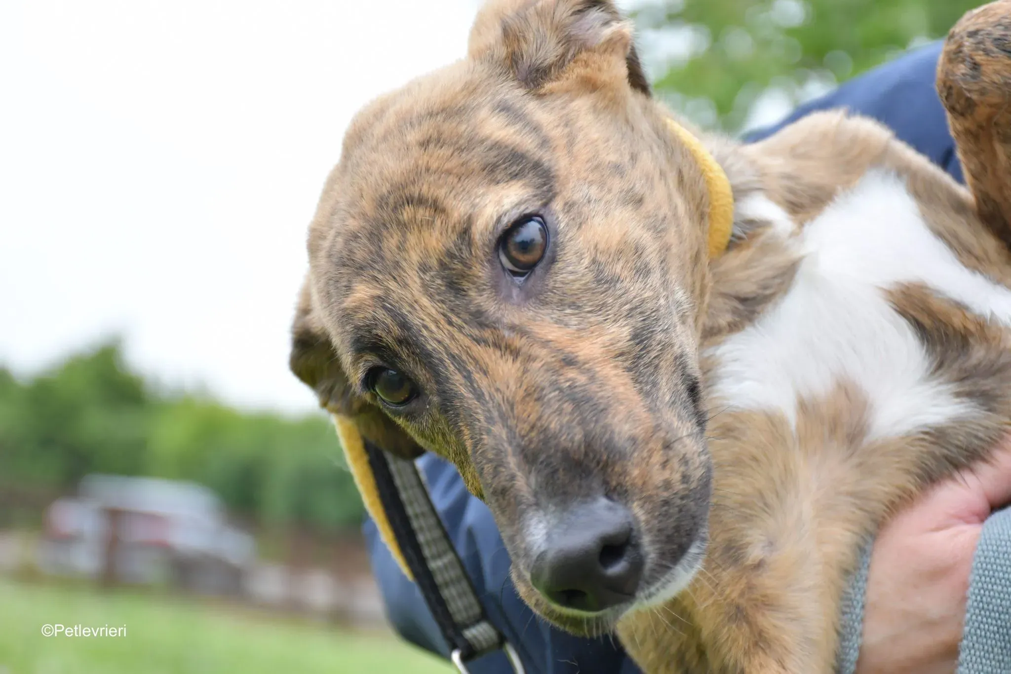 Iris adozione levrieri greyhound 11