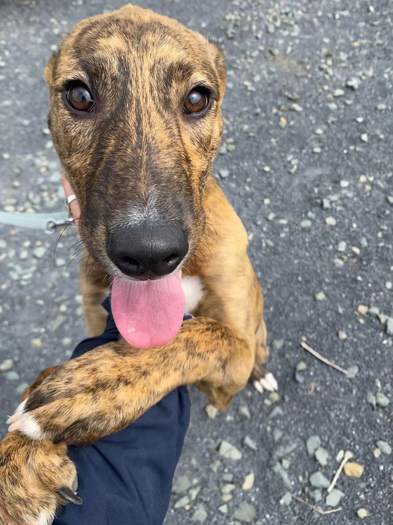 Iris adozione levrieri greyhound 12