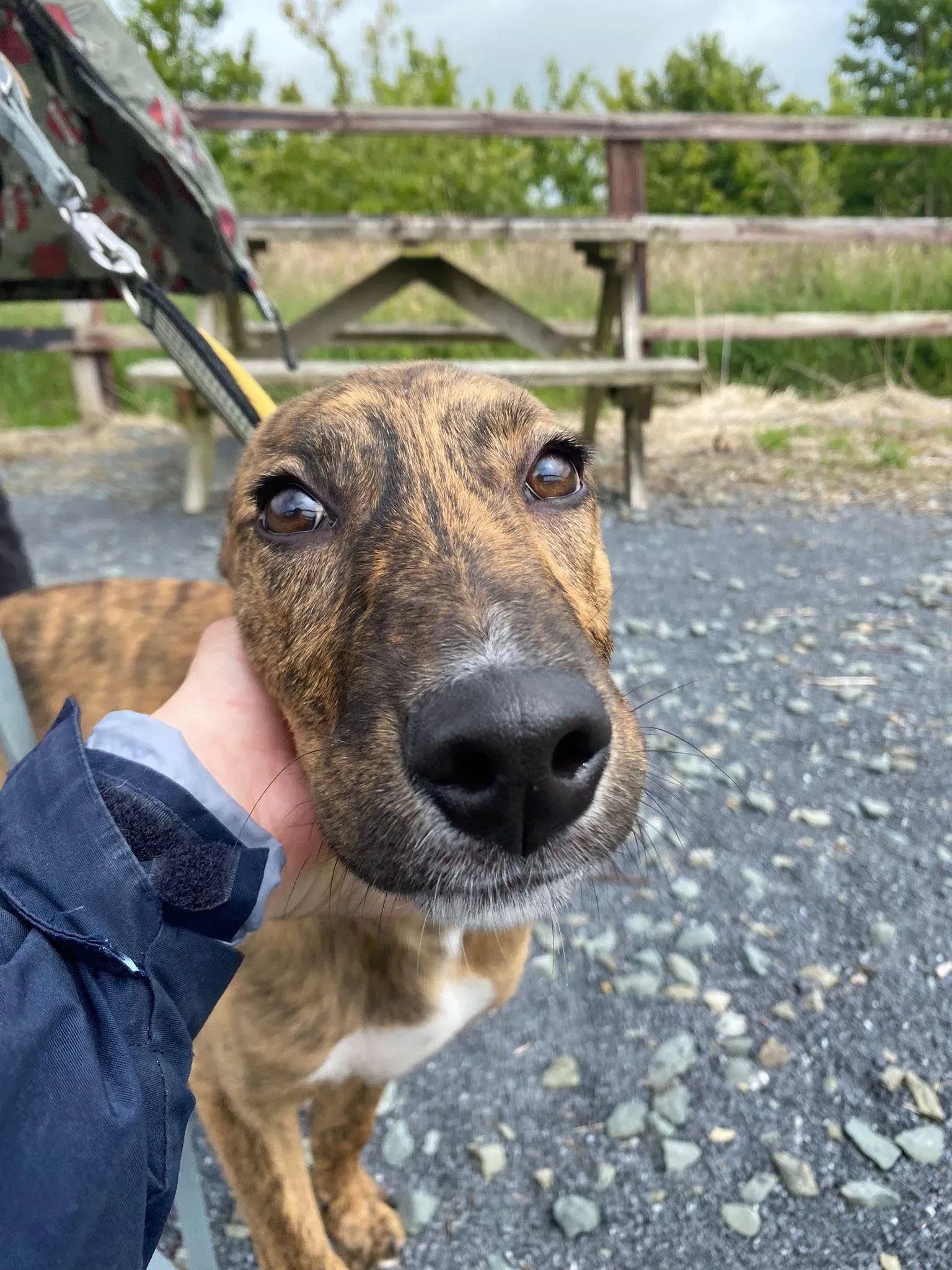 Iris adozione levrieri greyhound 13