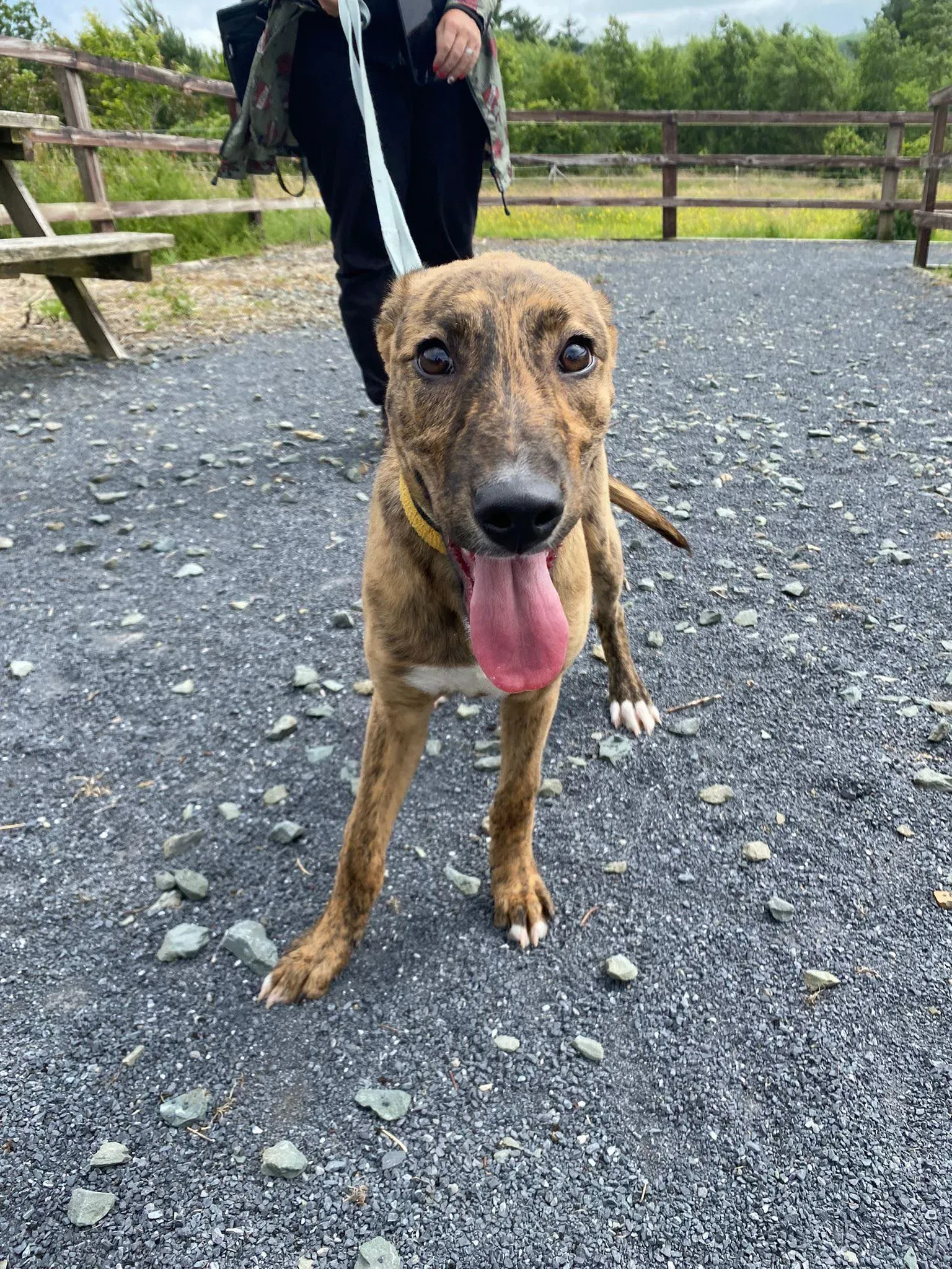 Iris adozione levrieri greyhound 14