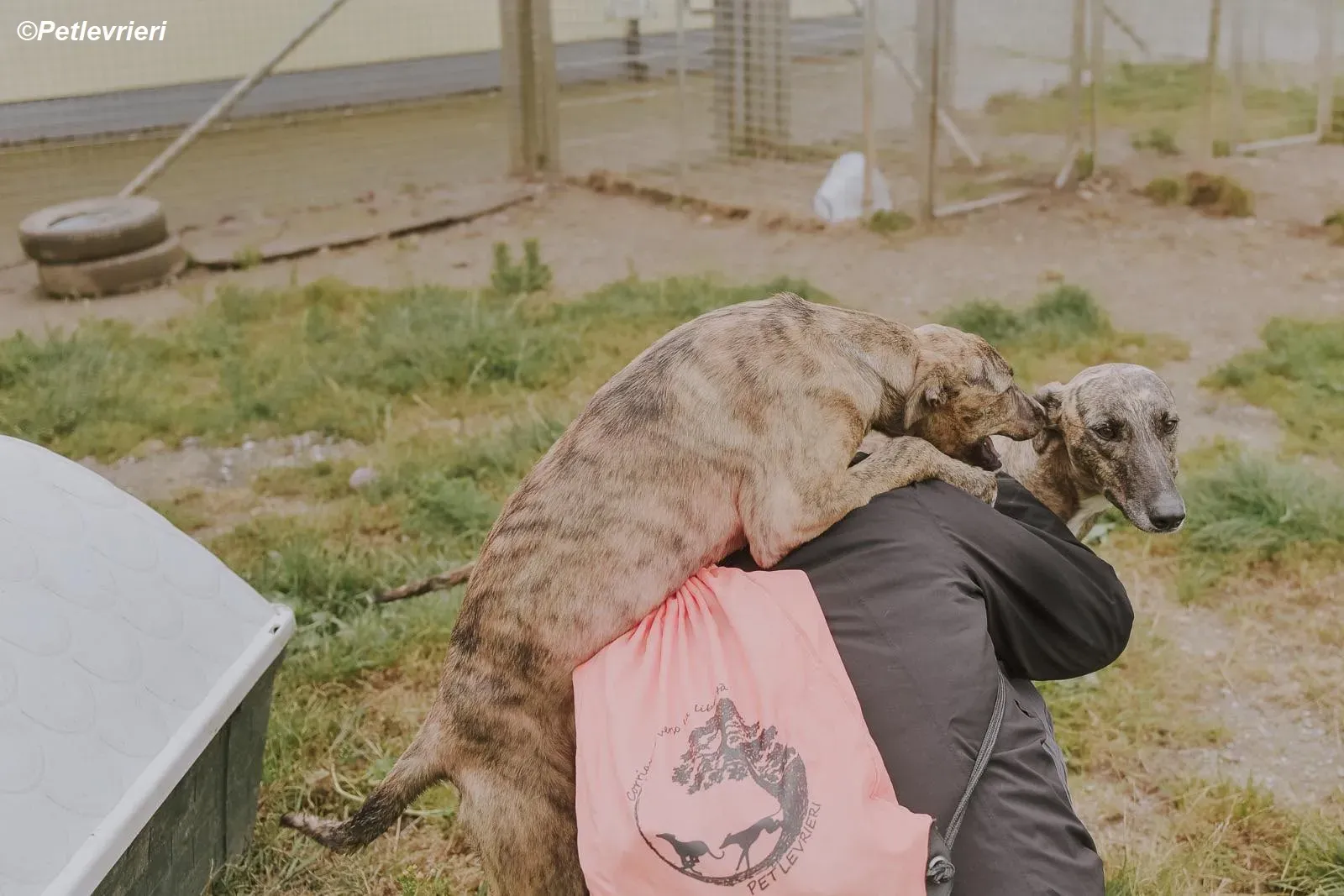 Iris adozione levrieri greyhound 15