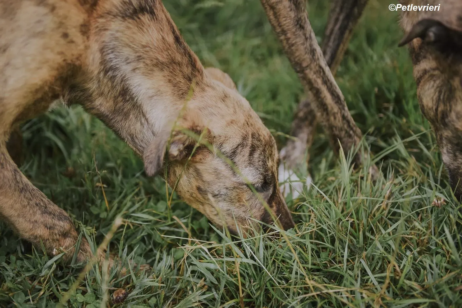 Iris adozione levrieri greyhound 16