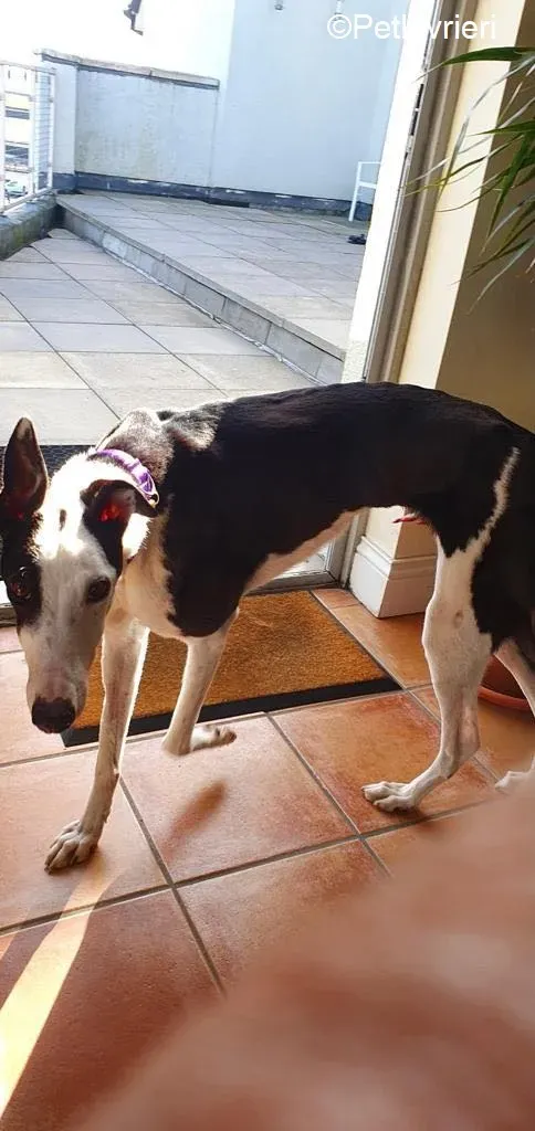 Iris adozione levrieri greyhound 2