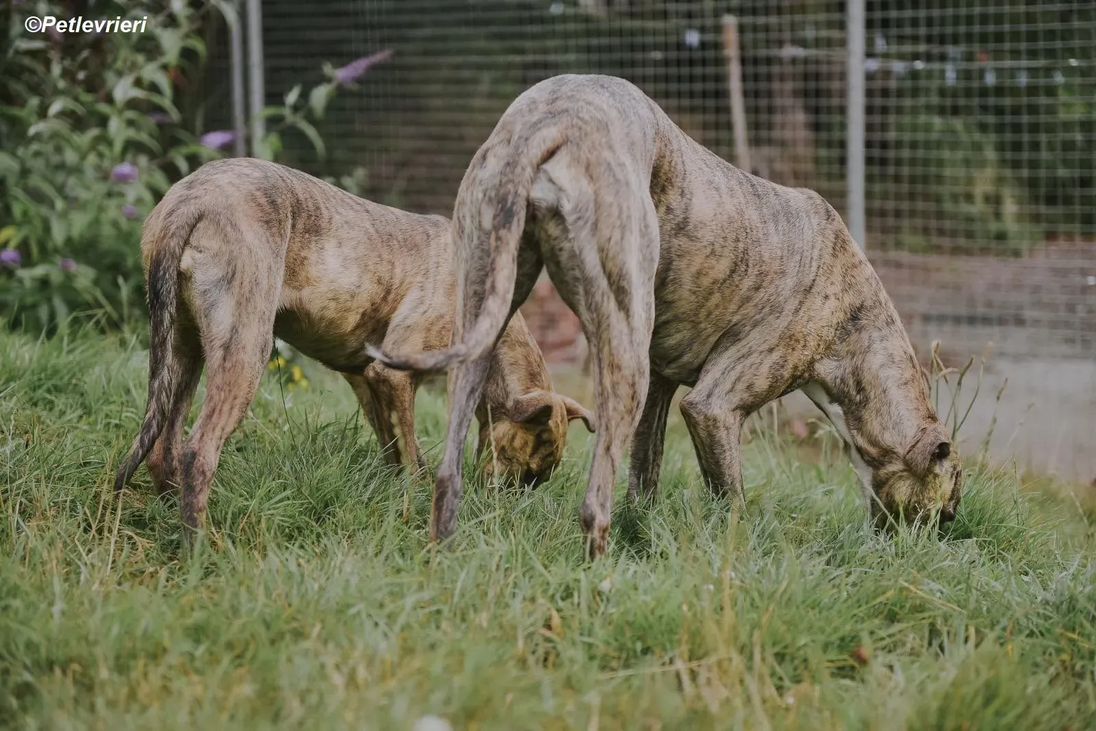 Iris adozione levrieri greyhound 17