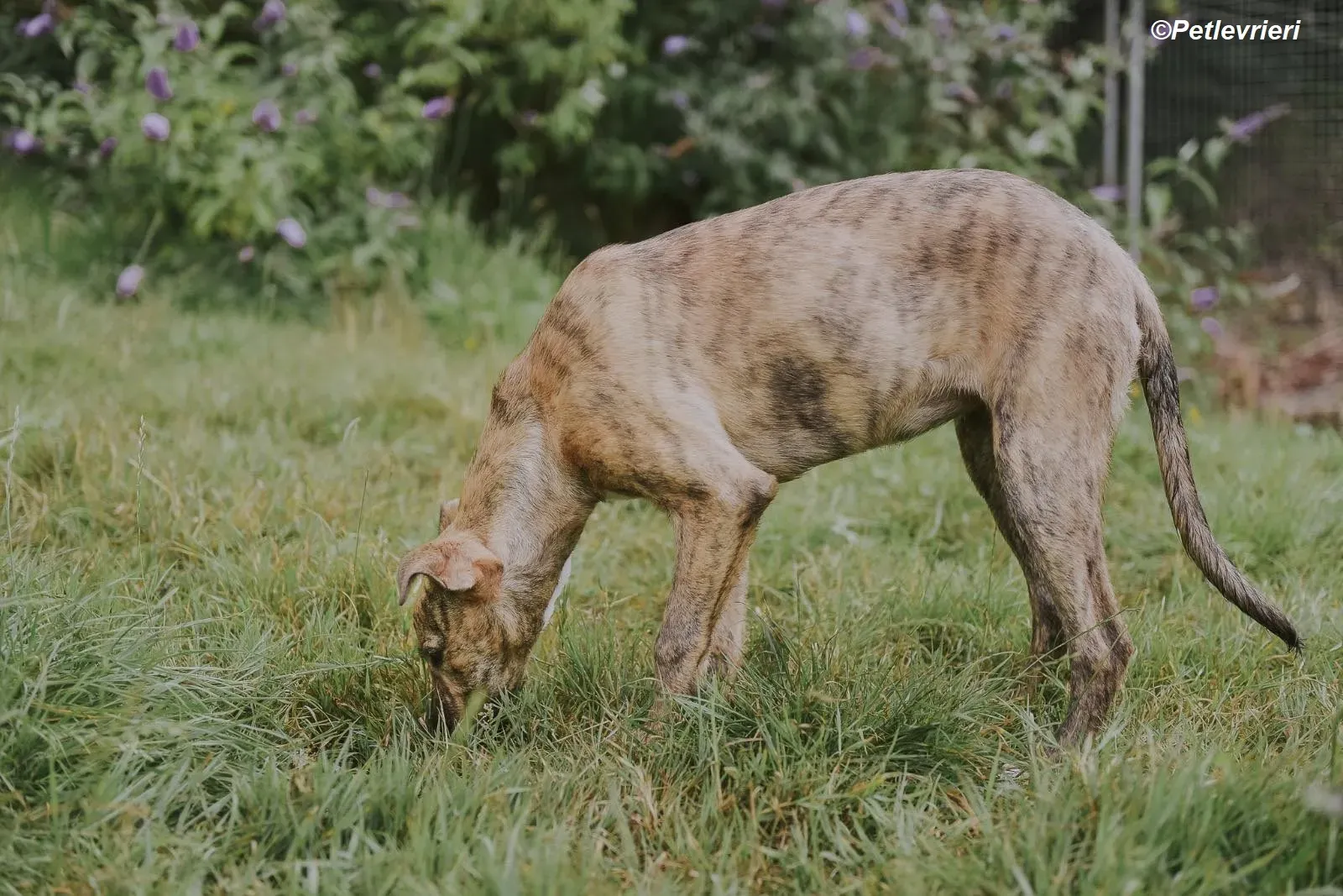 Iris adozione levrieri greyhound 18