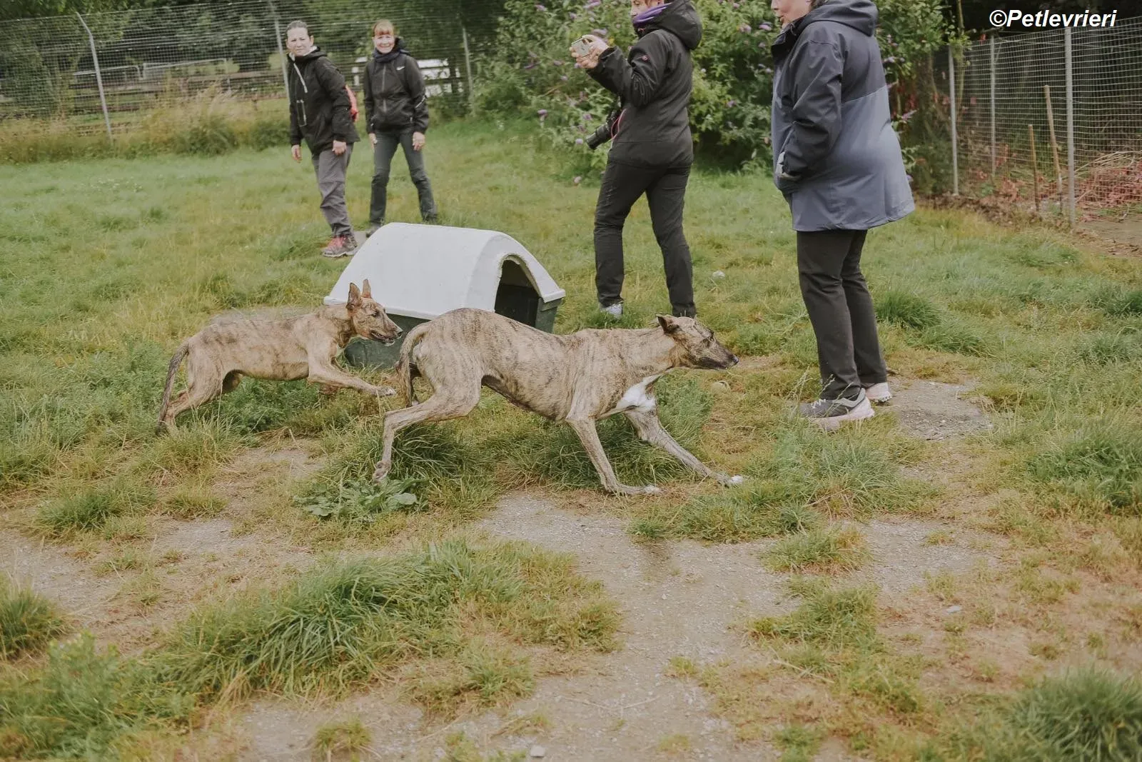 Iris adozione levrieri greyhound 19