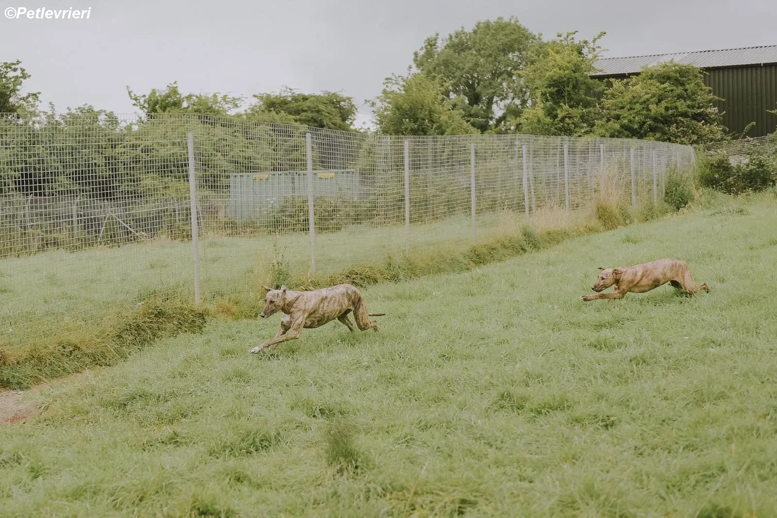 Iris adozione levrieri greyhound 20