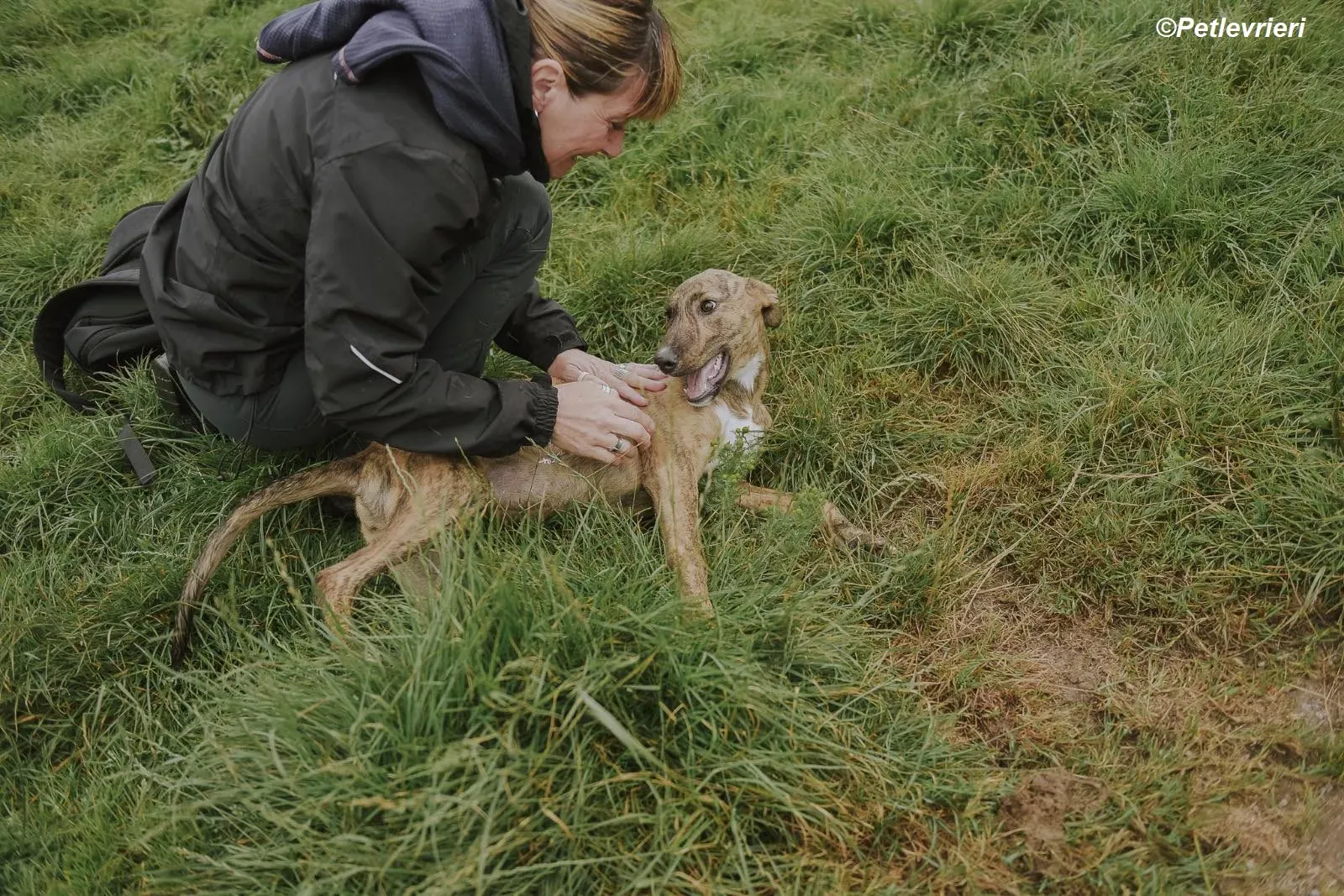 Iris adozione levrieri greyhound 21