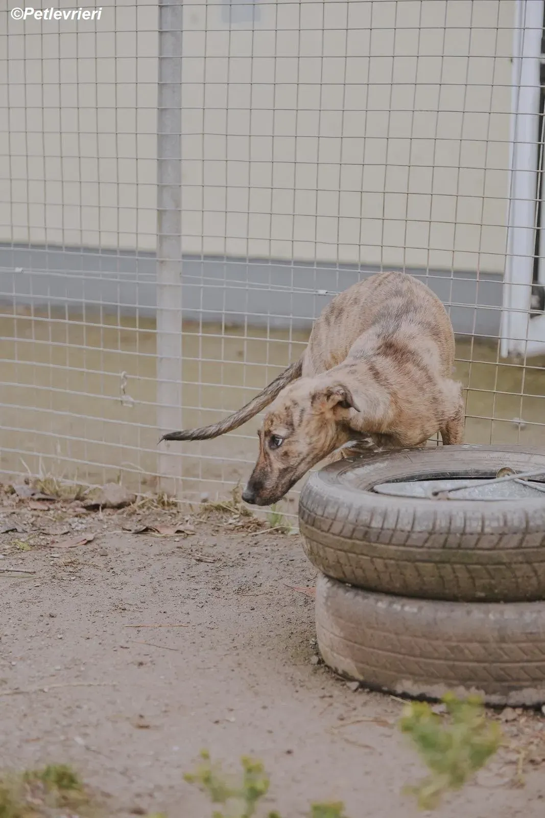 Iris adozione levrieri greyhound 22