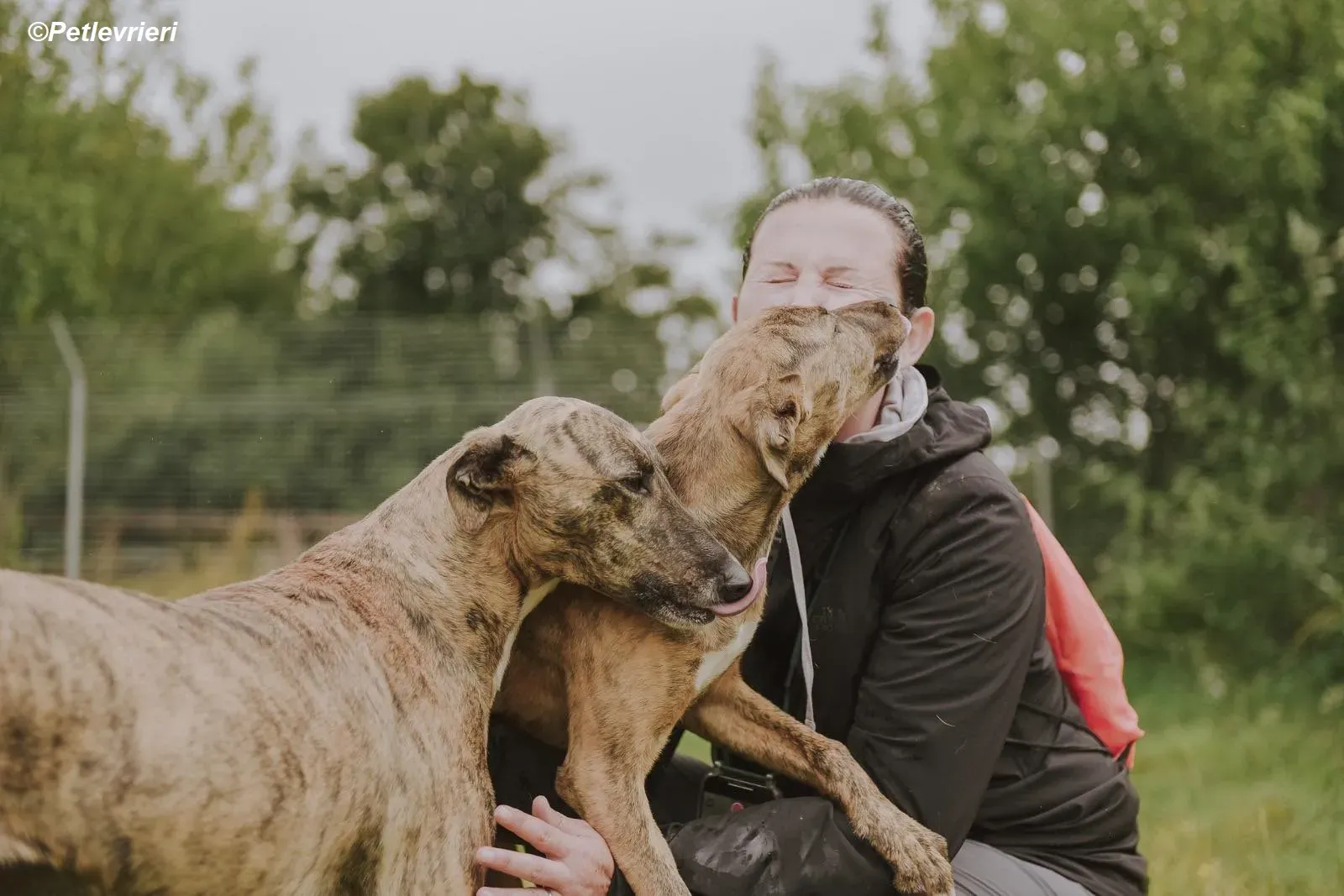 Iris adozione levrieri greyhound 23