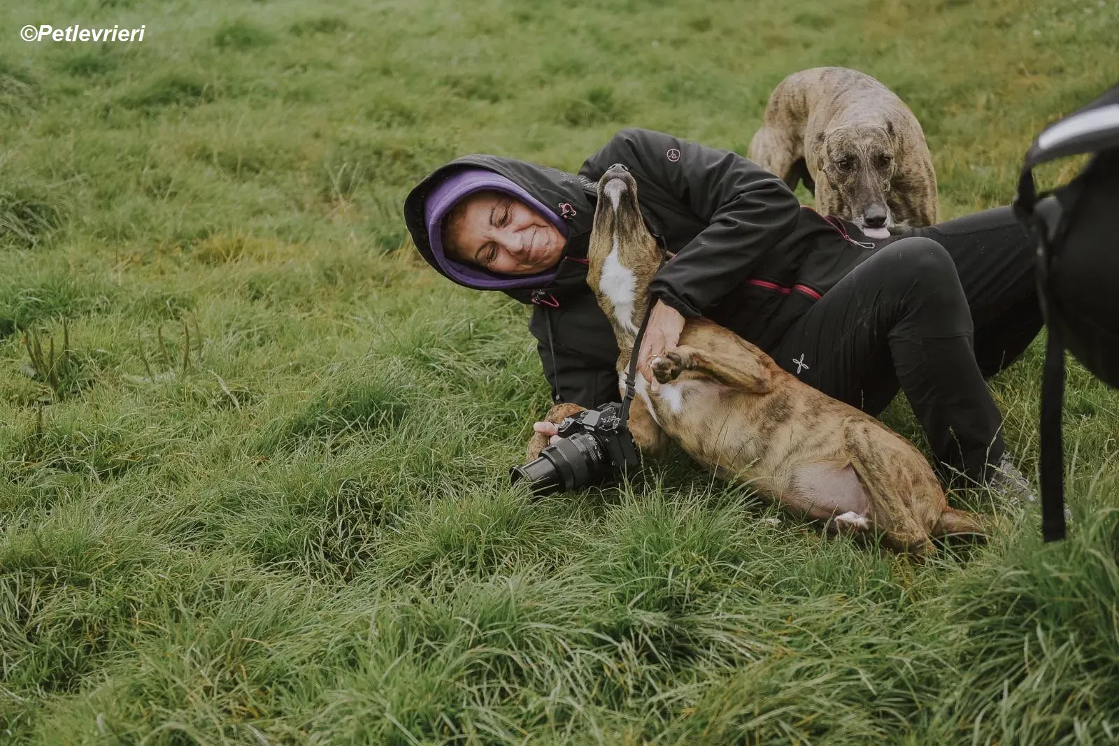 Iris adozione levrieri greyhound 24