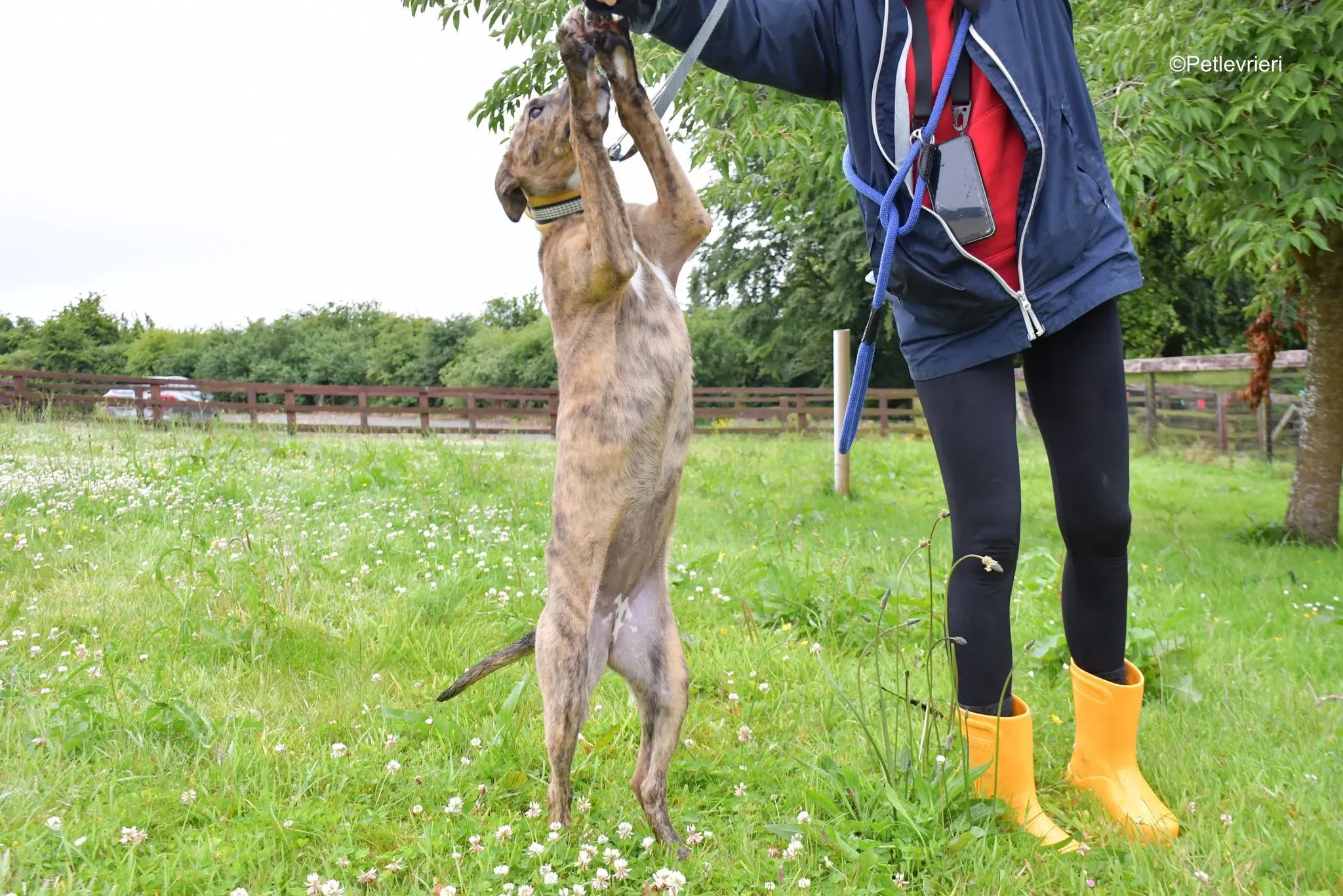 Iris adozione levrieri greyhound 3