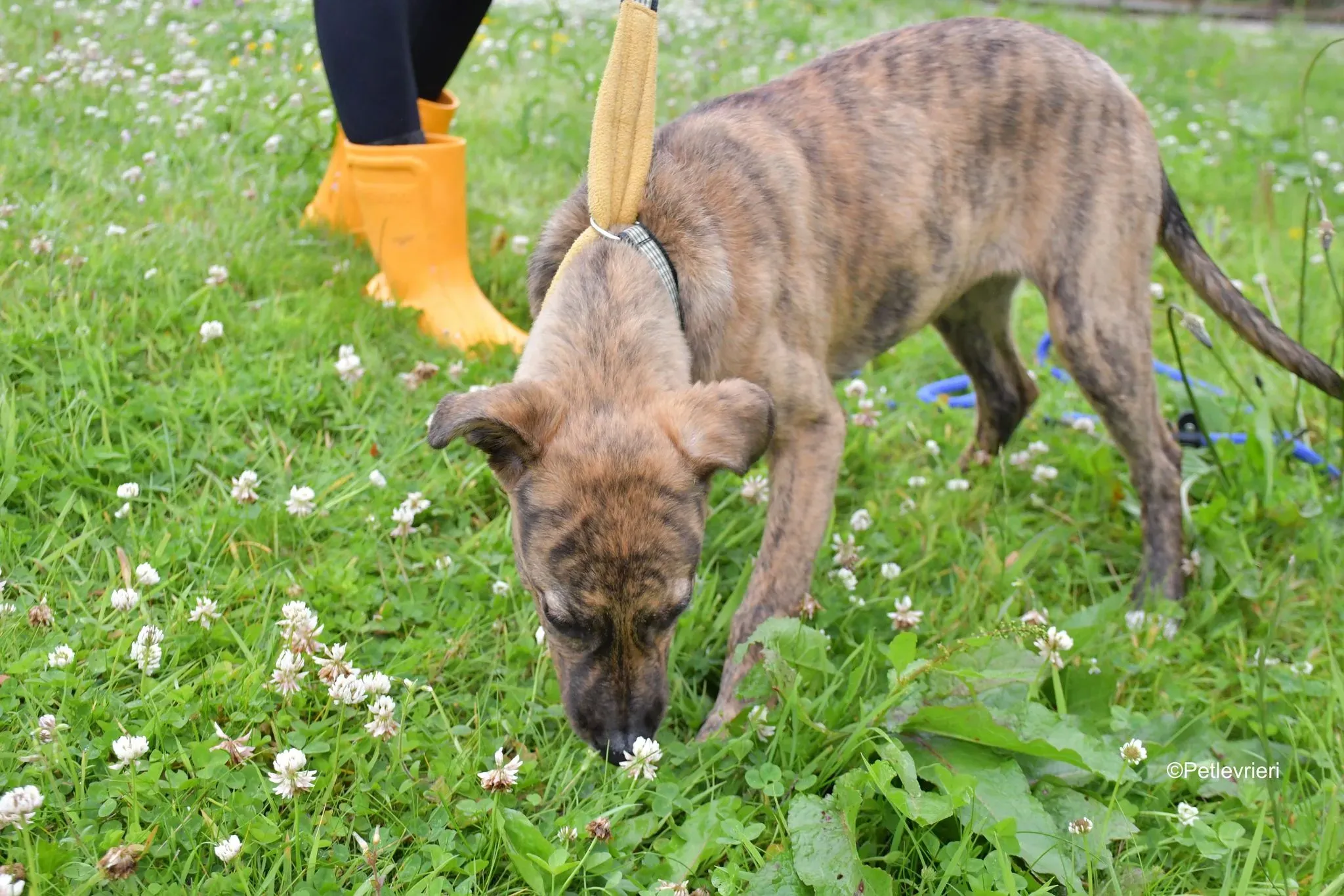 Iris adozione levrieri greyhound 4