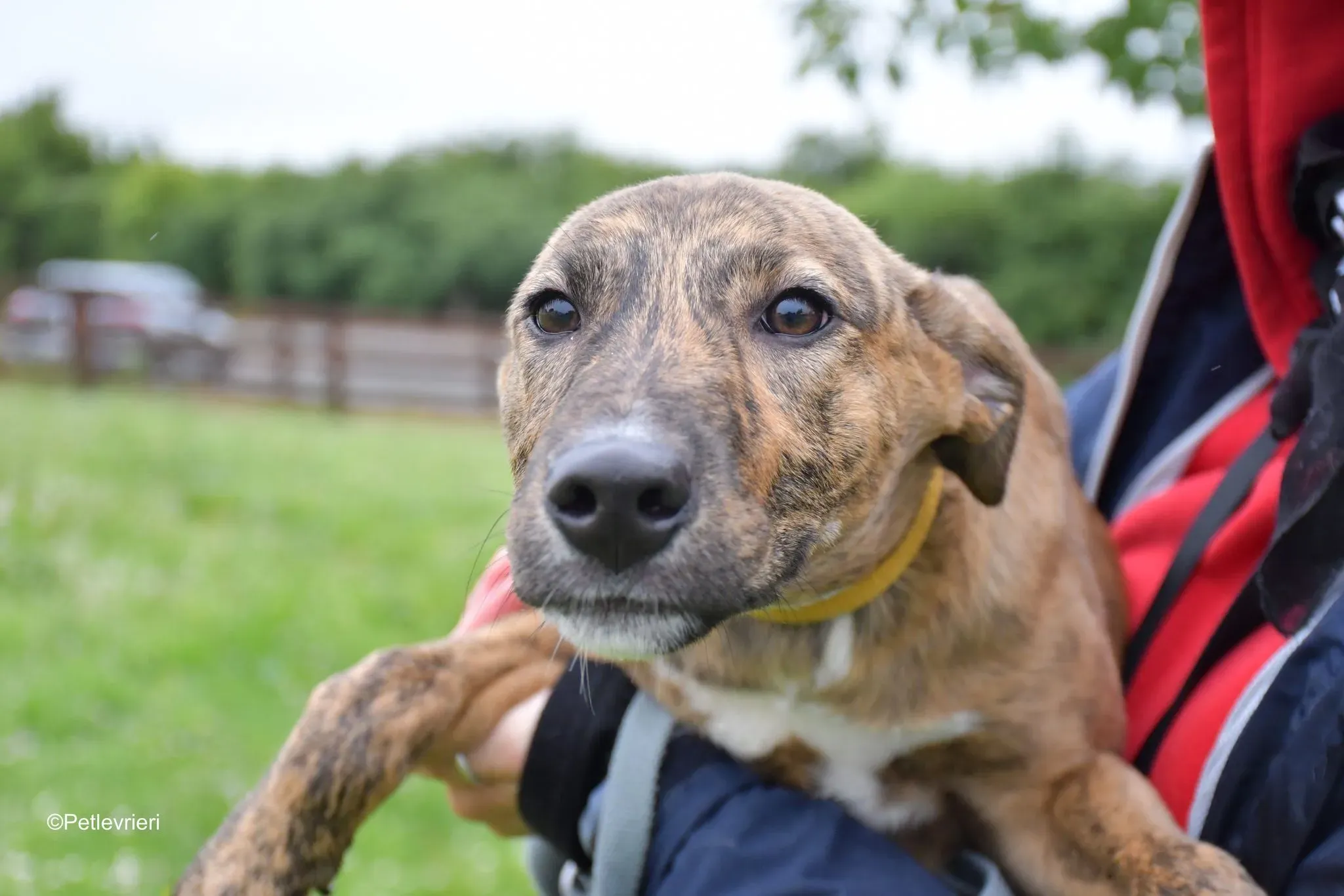 Iris adozione levrieri greyhound 5