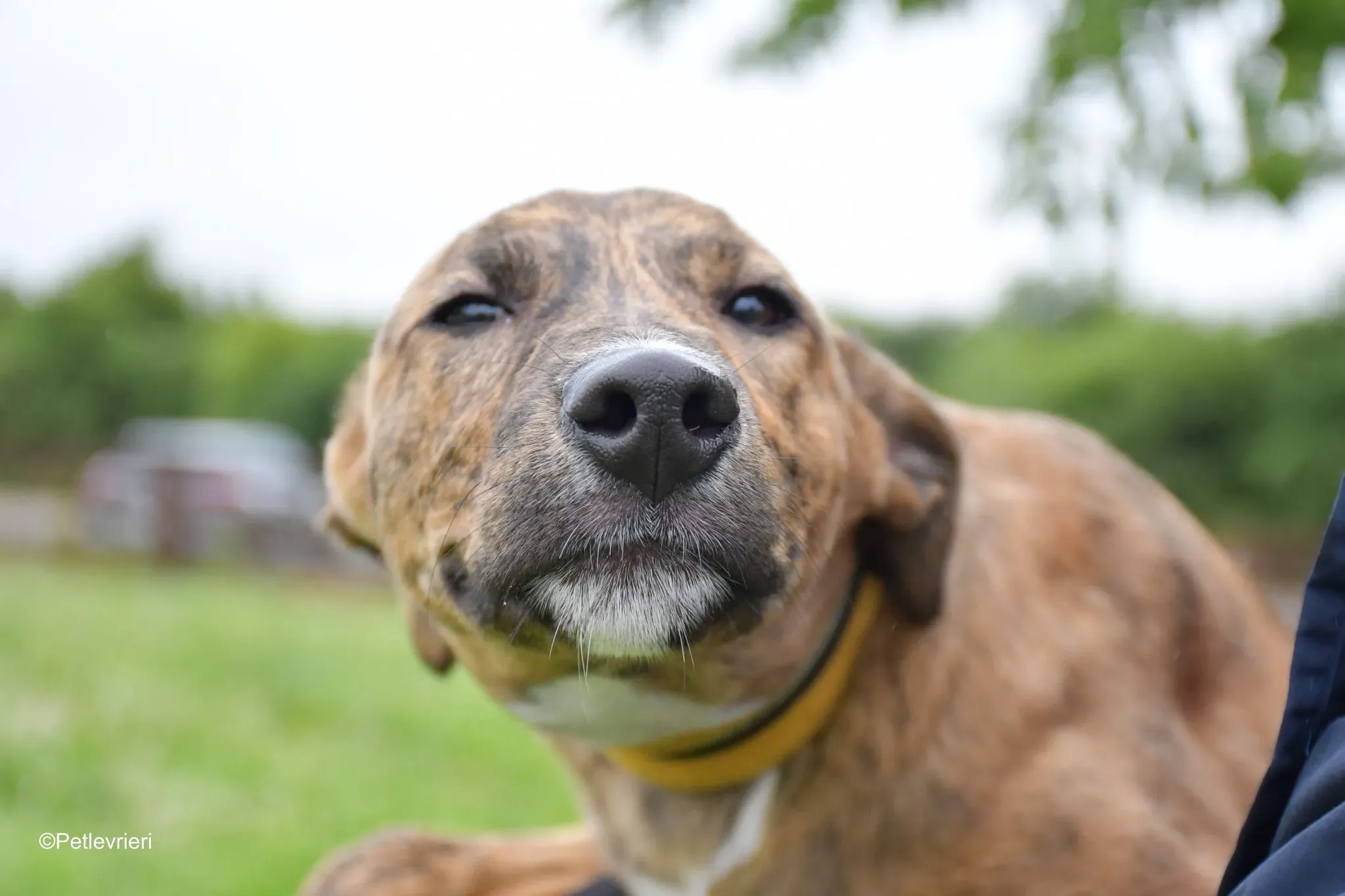 Iris adozione levrieri greyhound 7