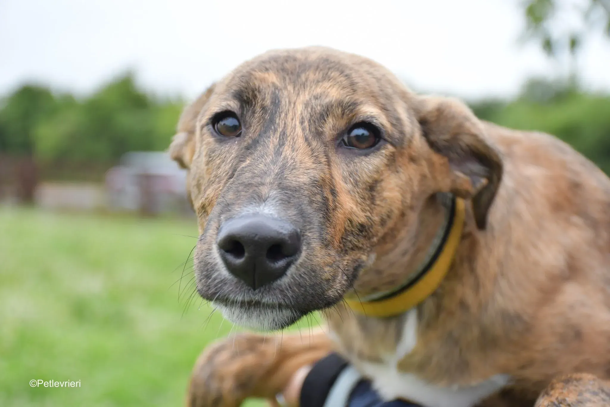 Iris adozione levrieri greyhound 8