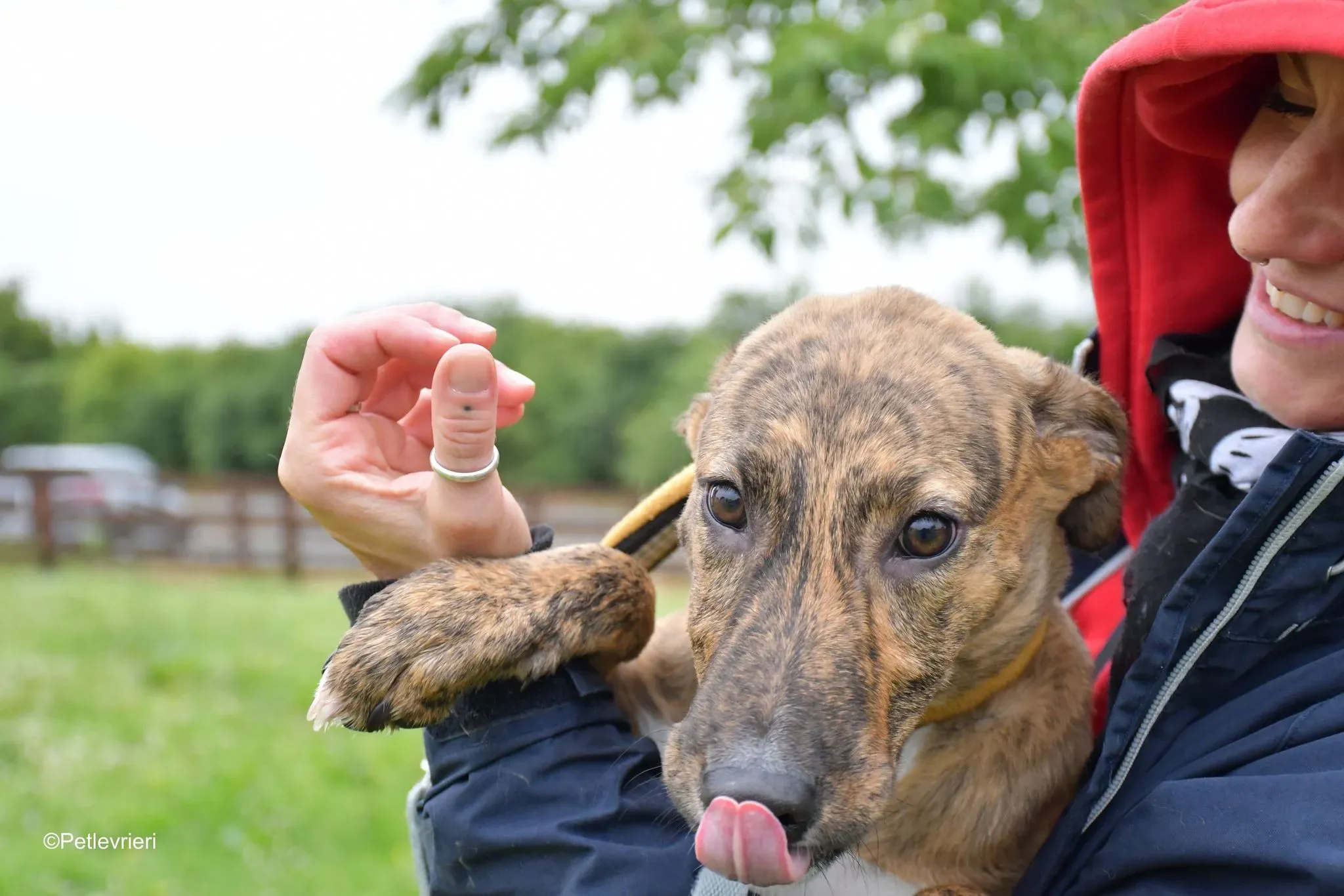 Iris adozione levrieri greyhound 9