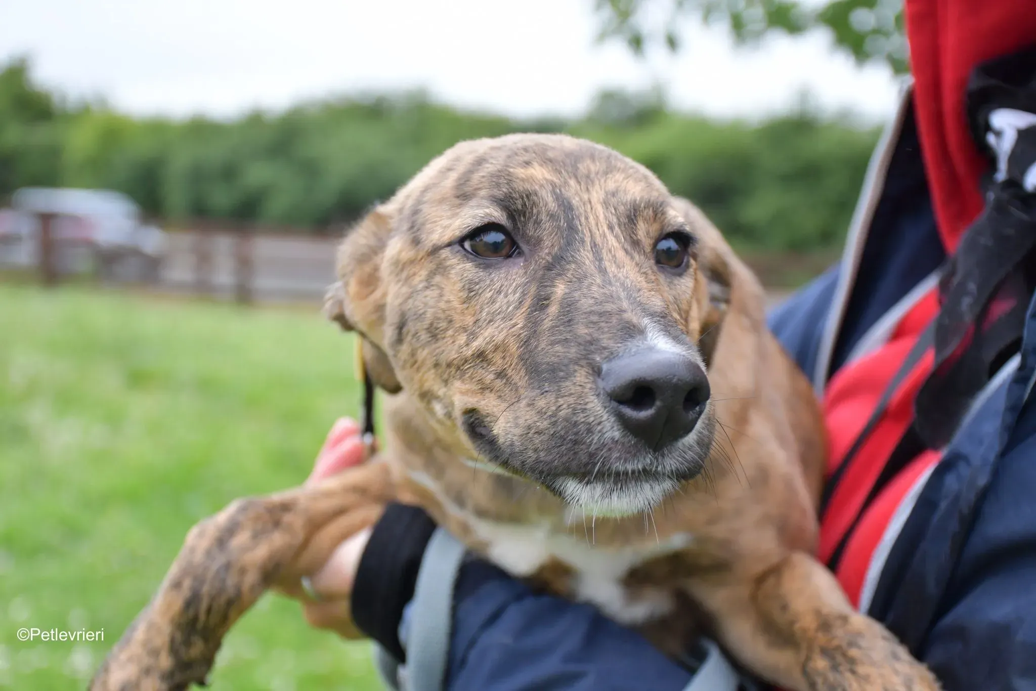 Iris adozione levrieri greyhound 6